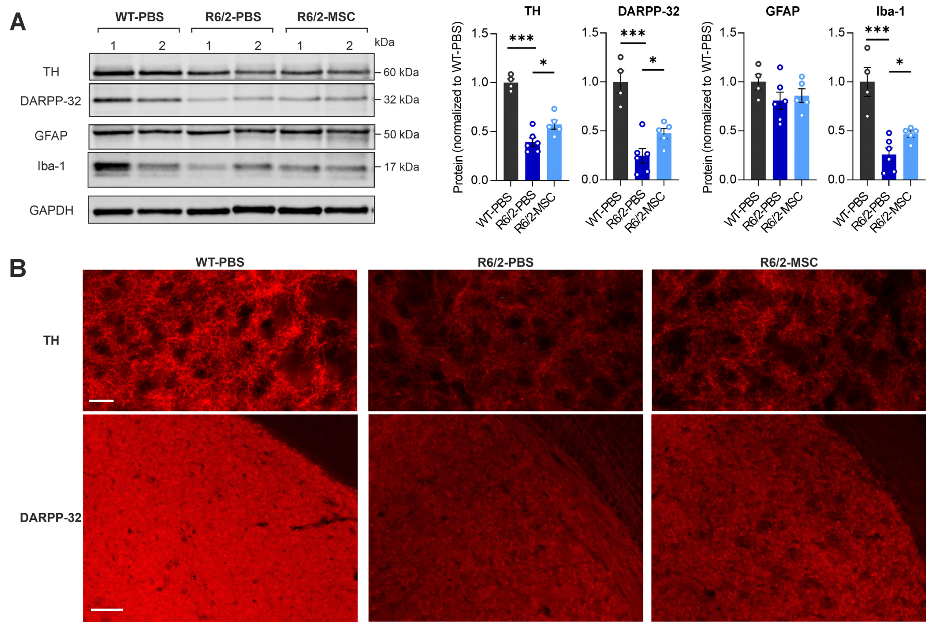 Cells 13 00469 g005 Cells 13 00469 g005