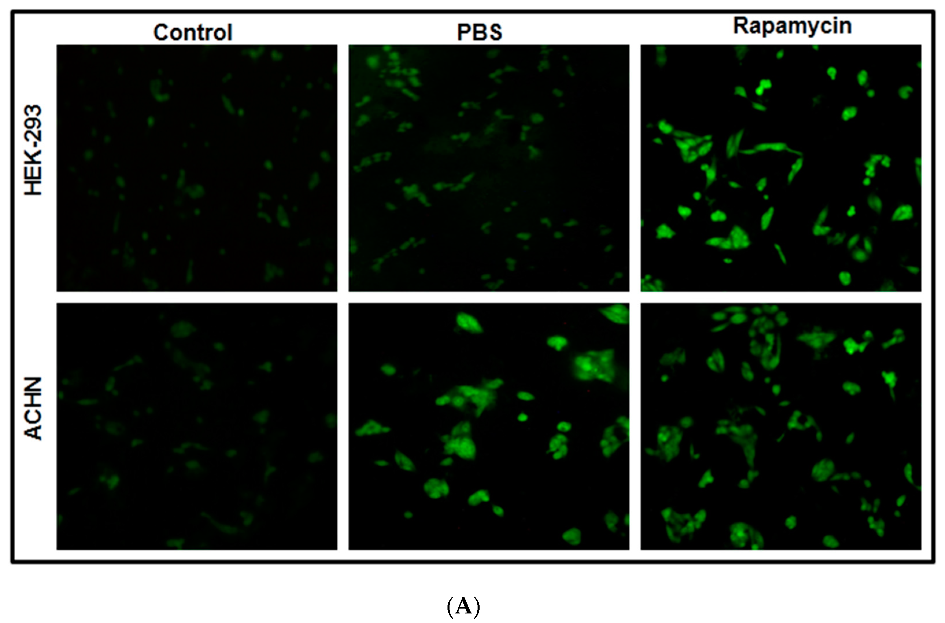 Cells 13 00471 g001a