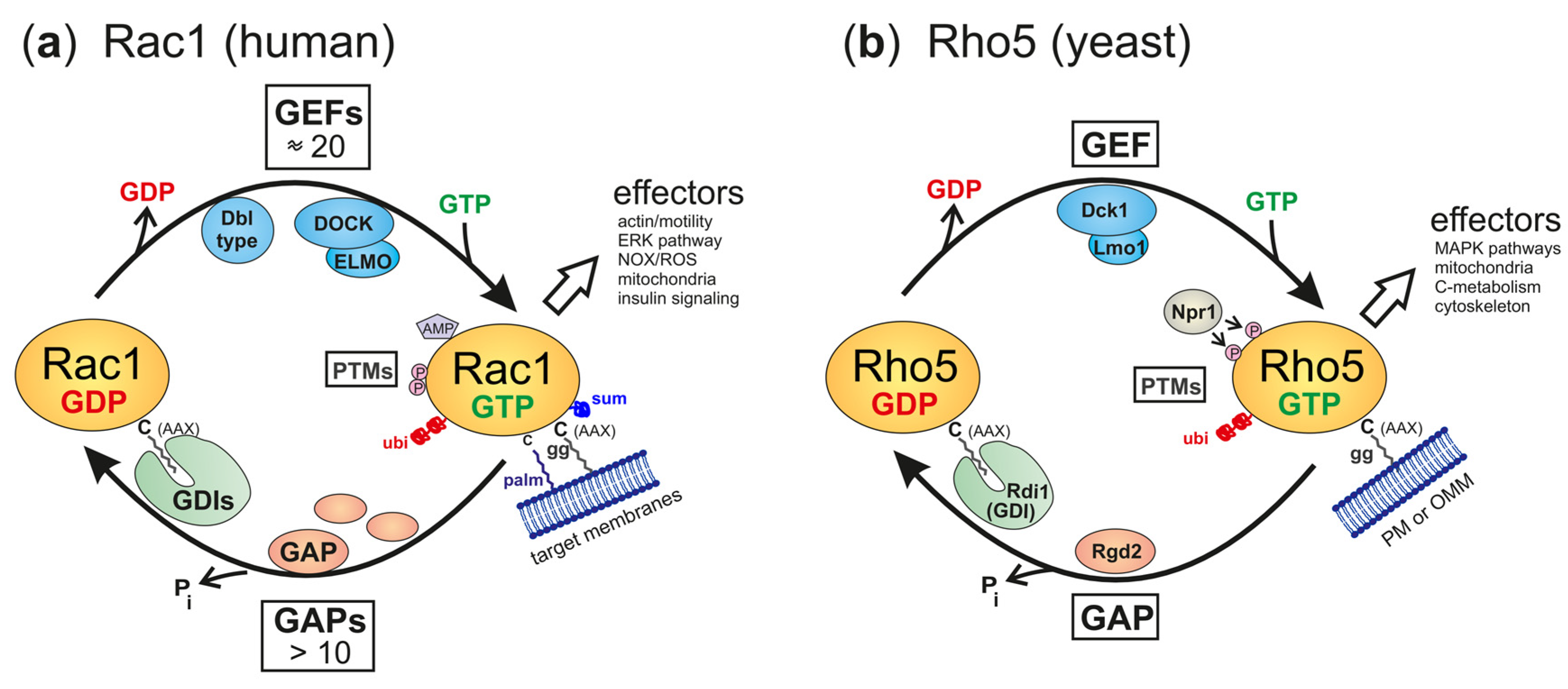 Cells 13 00472 g002 Cells 13 00472 g002