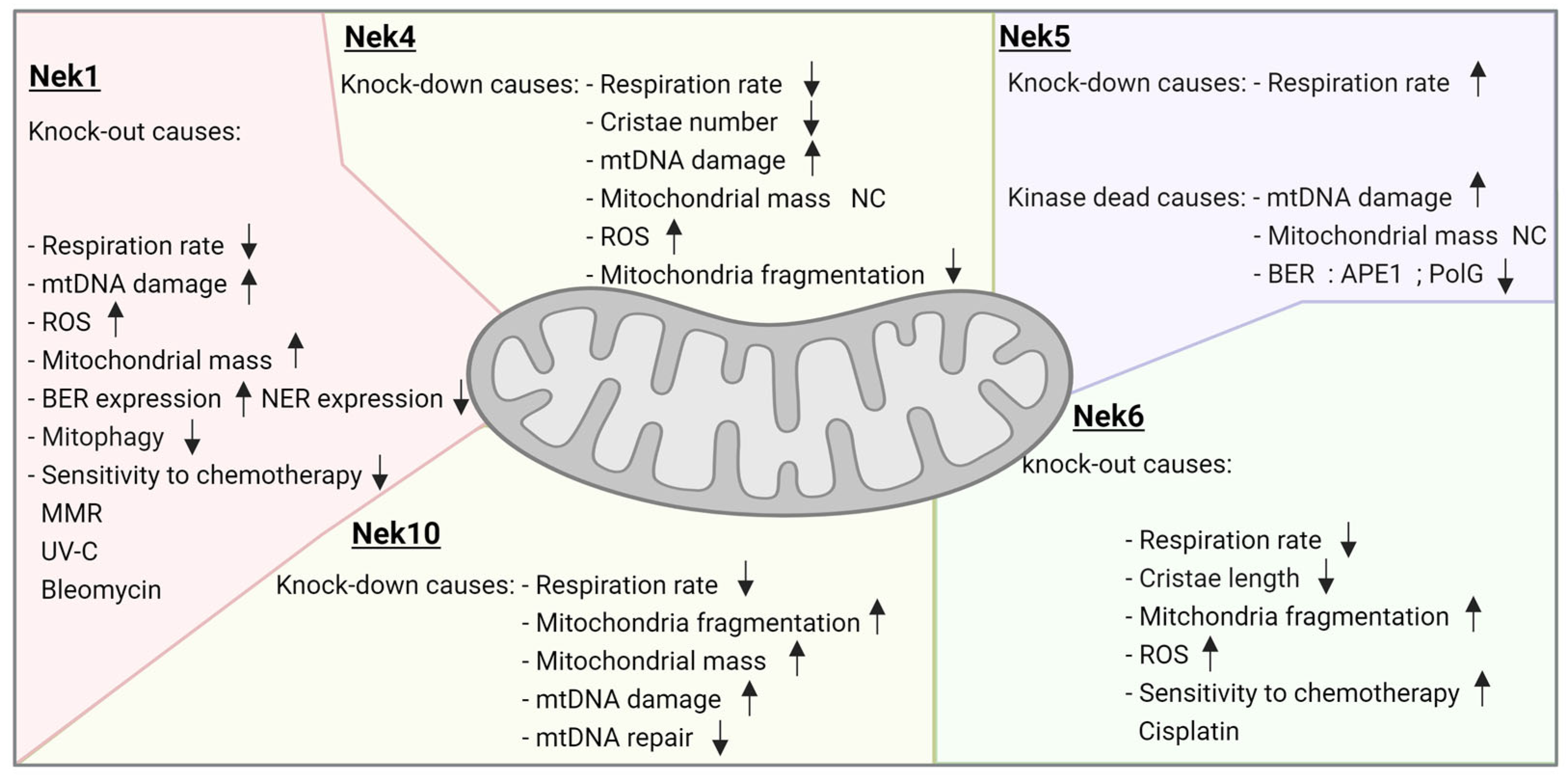 The Mitochondrial Connection: The Nek Kinases ... Biology Diagrams