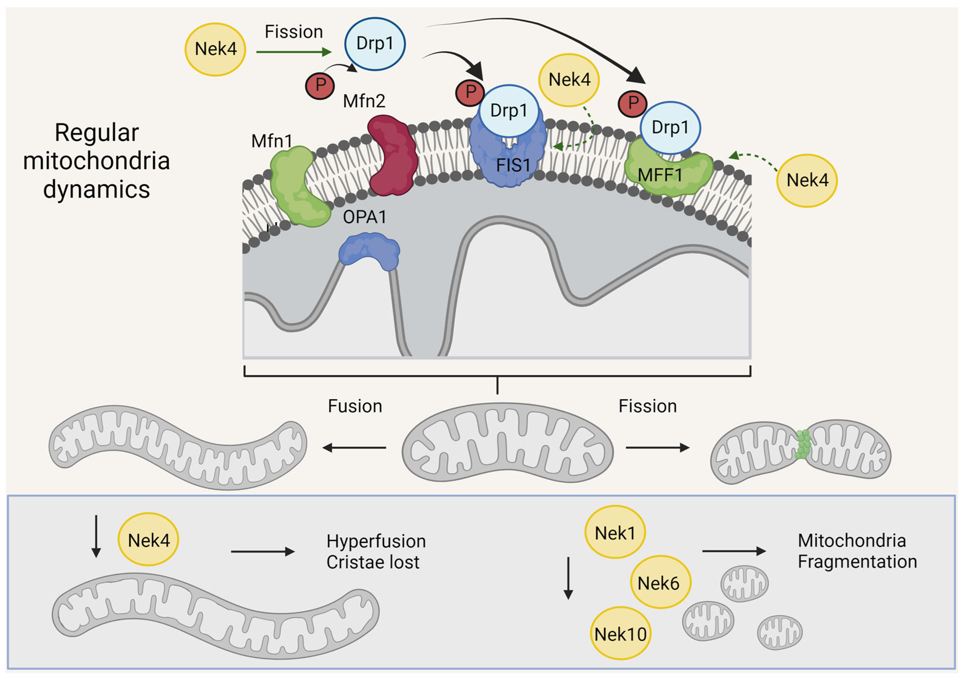 Cells 13 00473 g004 Cells 13 00473 g004