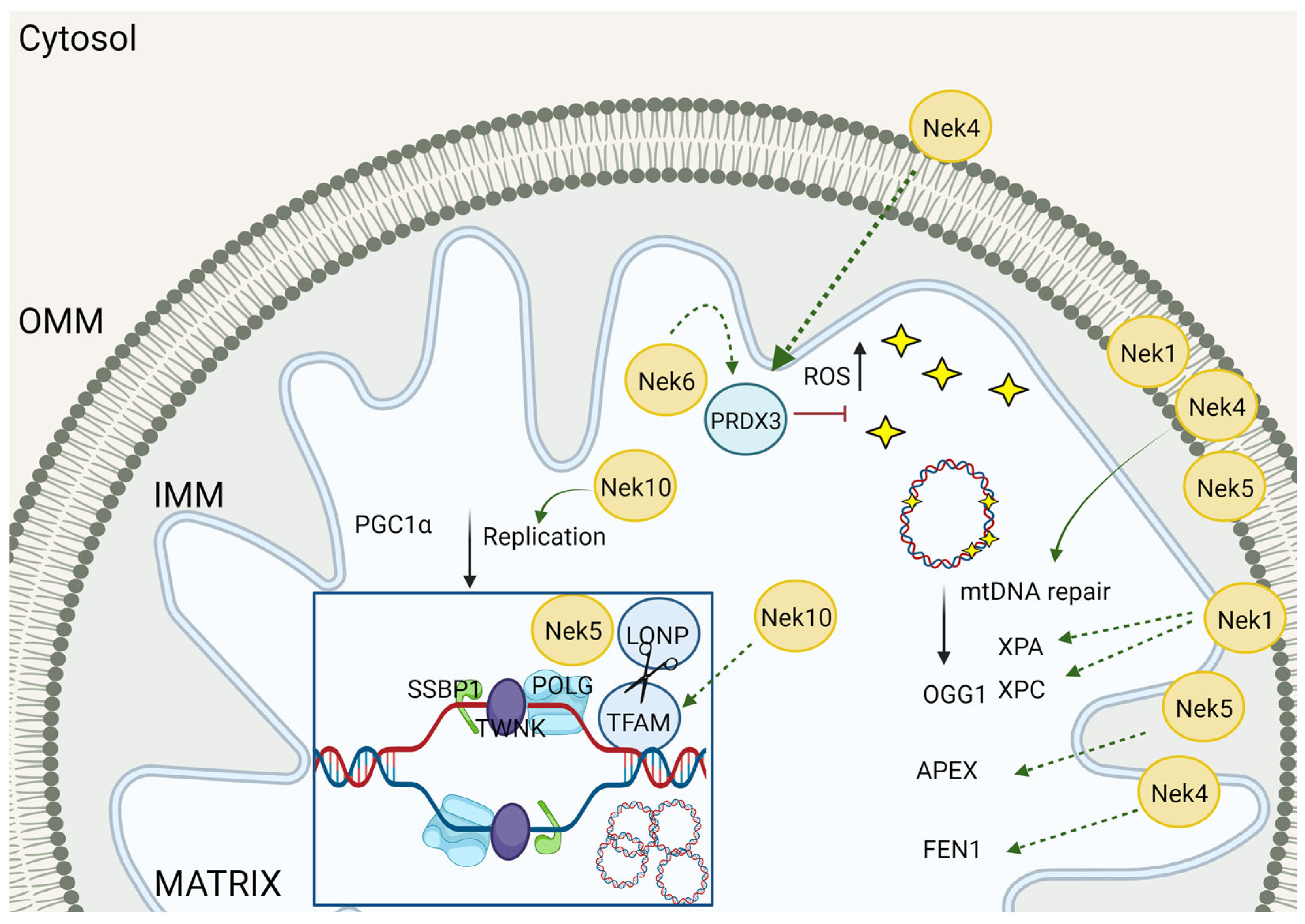 Cells 13 00473 g005 Cells 13 00473 g005