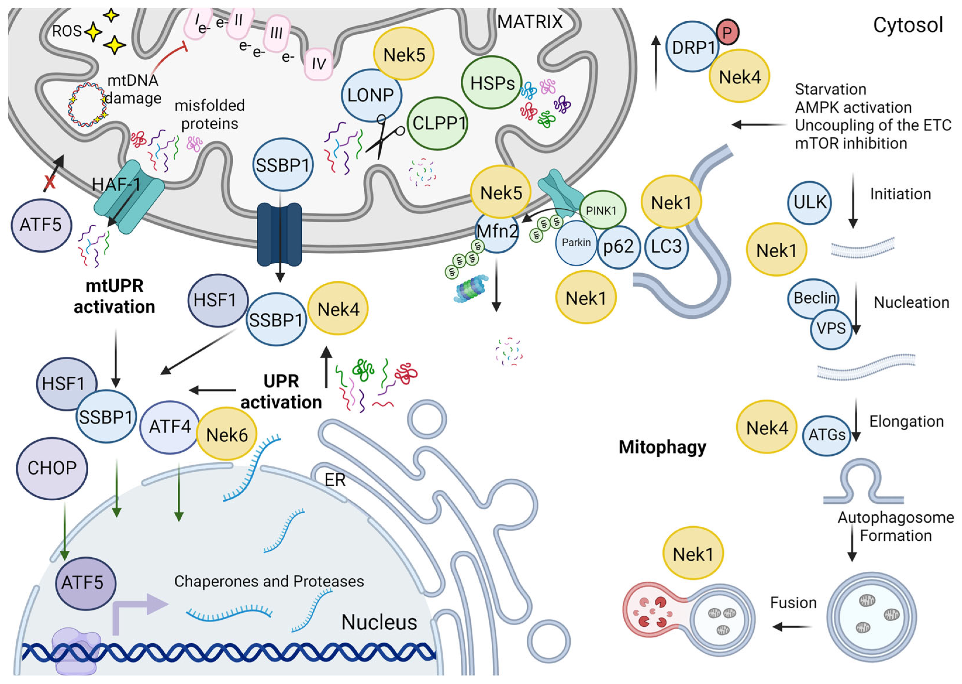 Cells 13 00473 g007 Cells 13 00473 g007