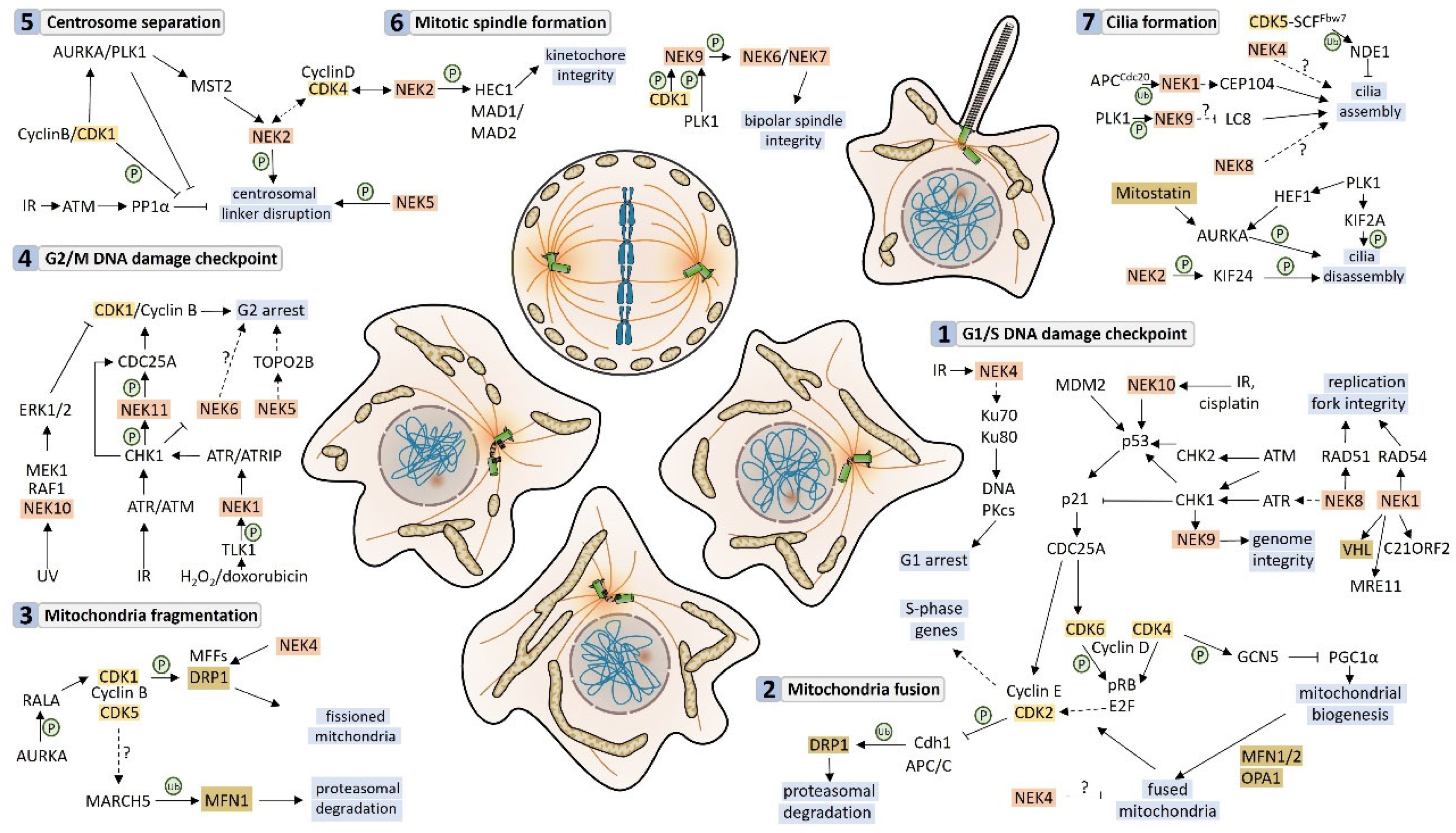 Cells 13 00473 g008 Cells 13 00473 g008