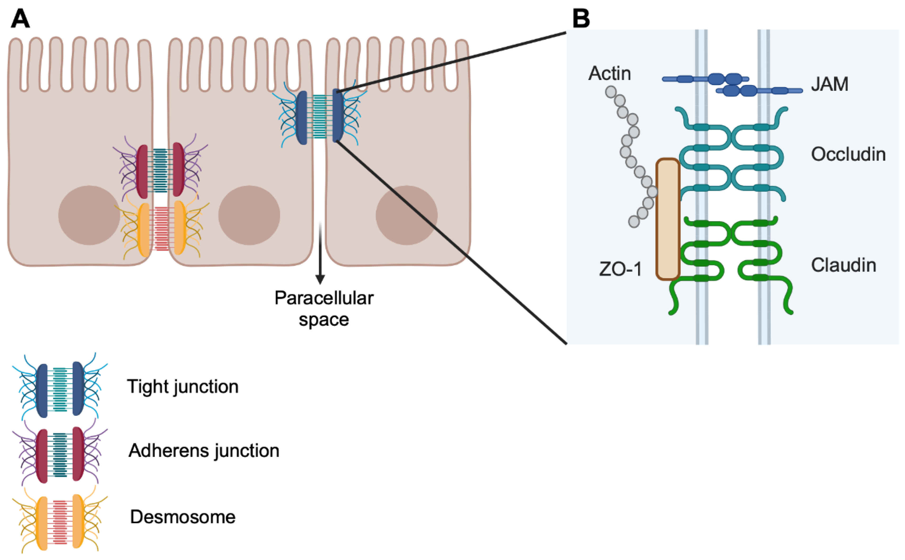 Cells 13 00477 g002 Cells 13 00477 g002