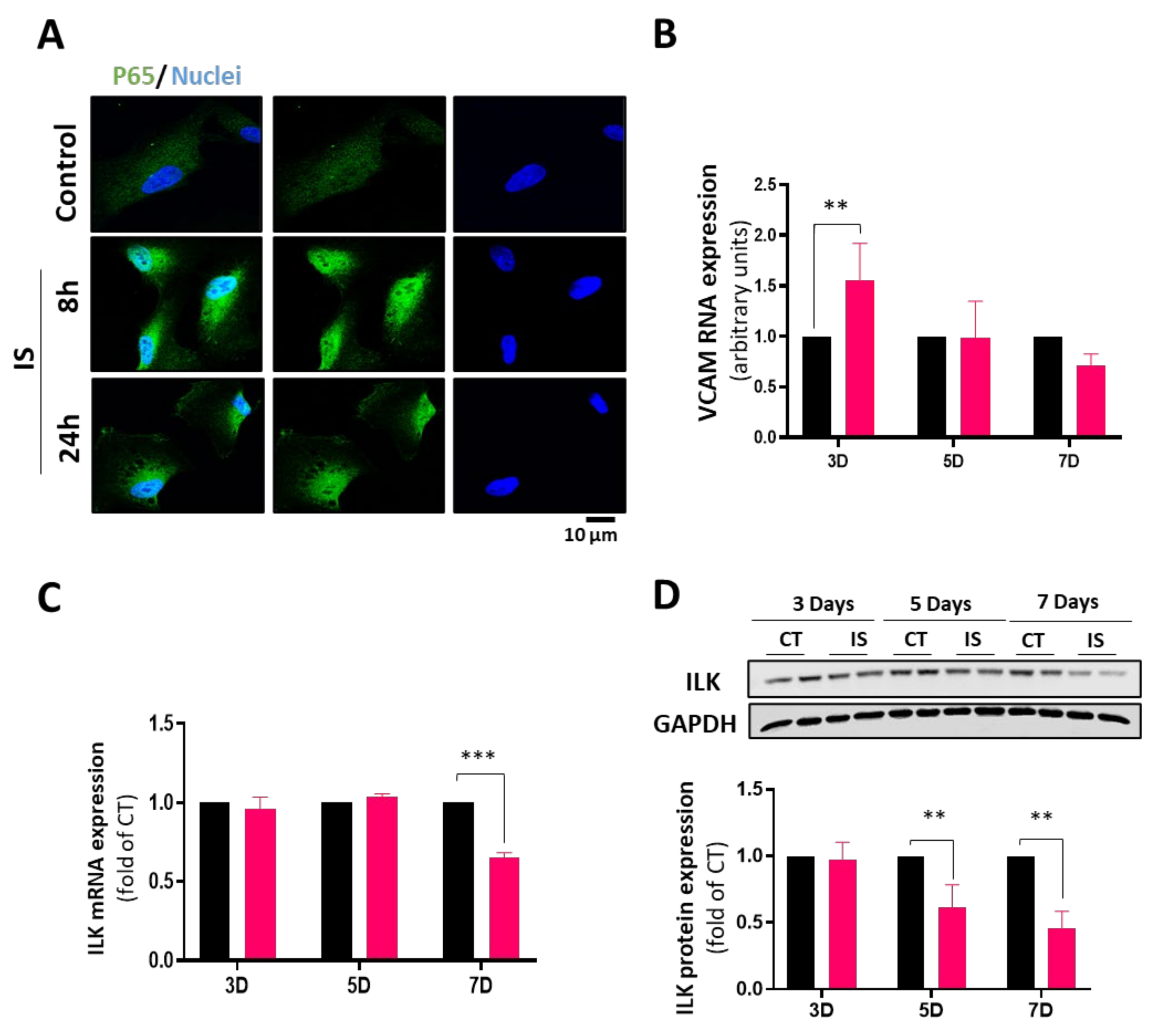Cells 13 00481 g003