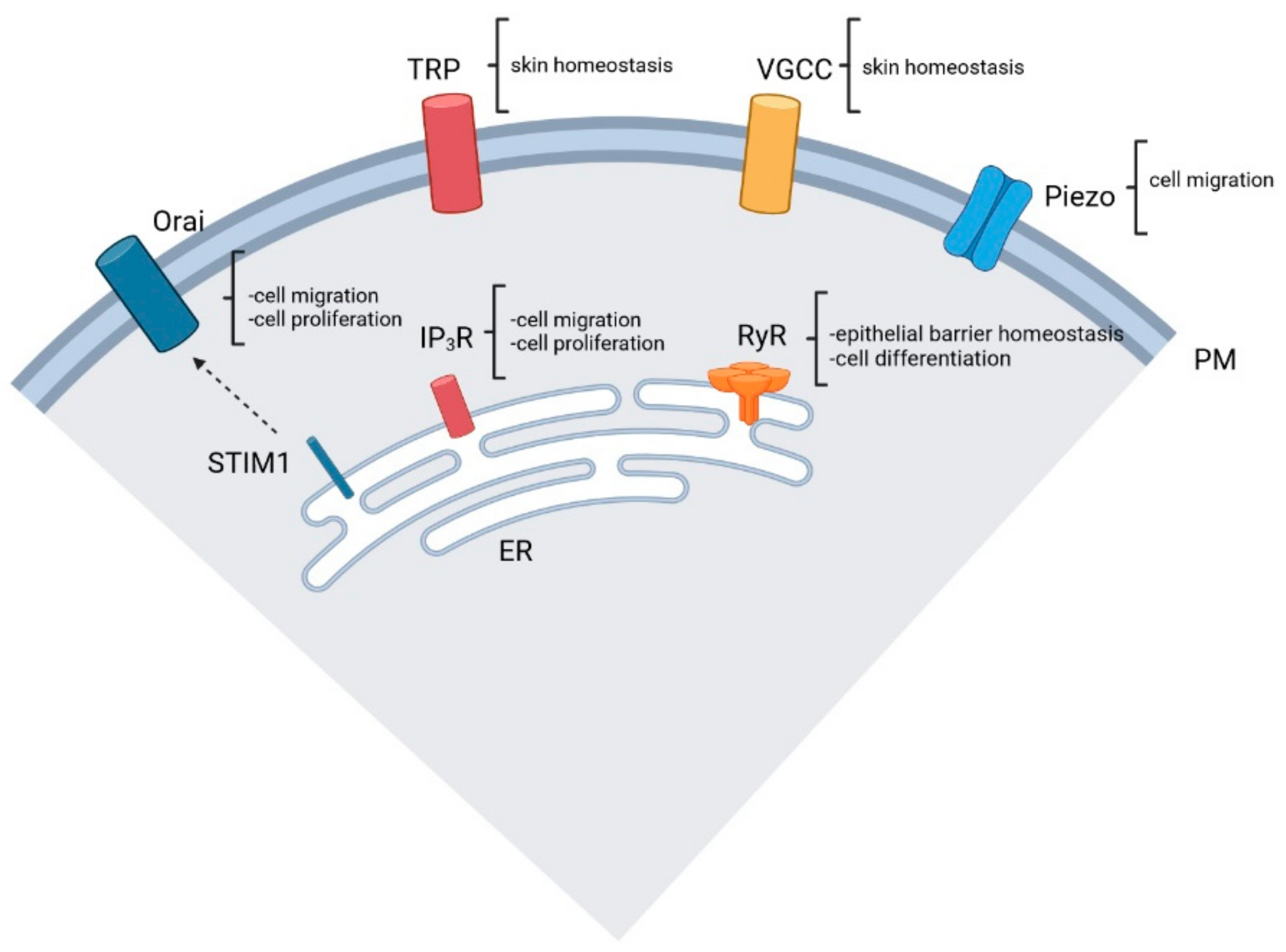 Cells 13 00491 g002 Cells 13 00491 g002