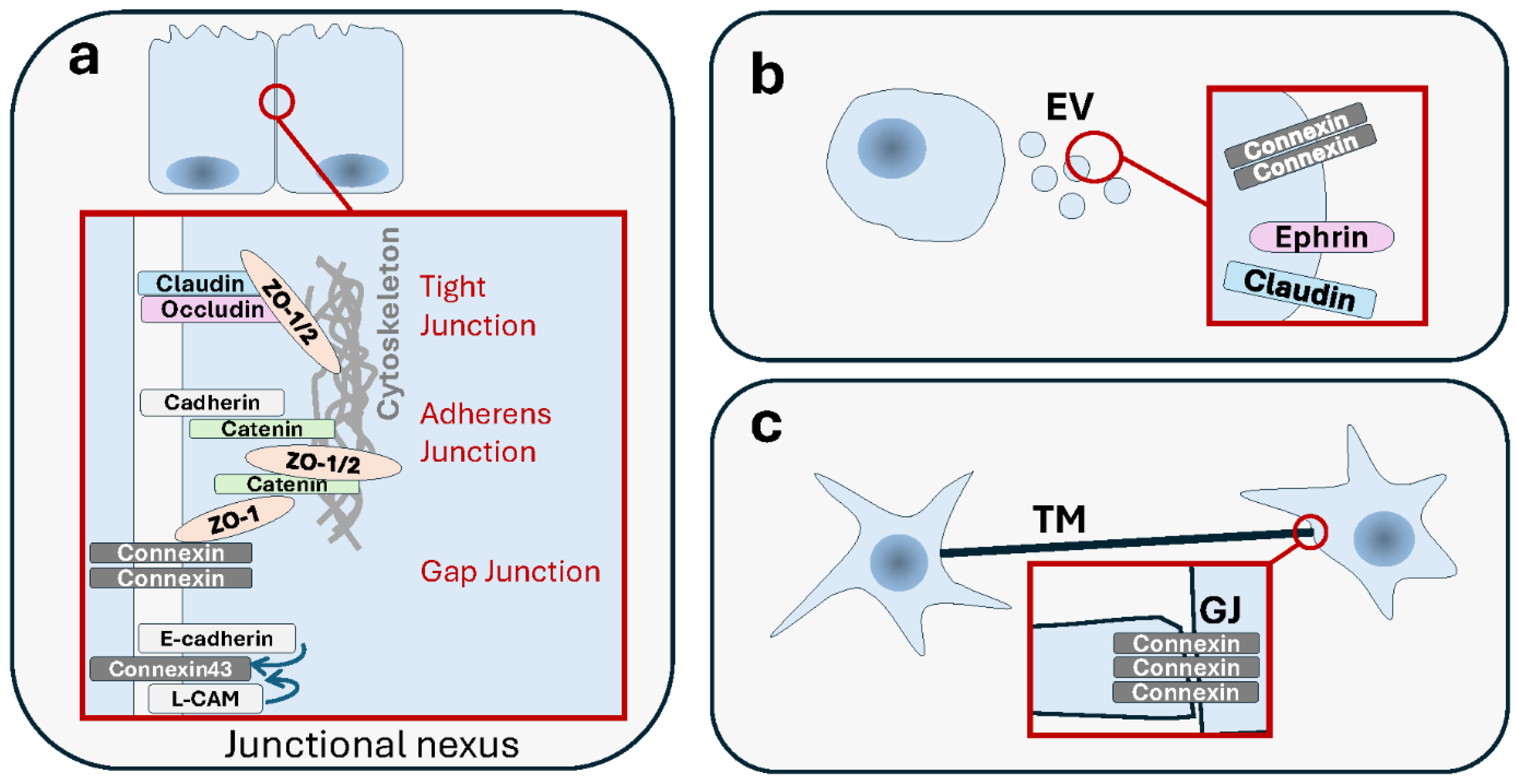 Cells 13 00495 g005 Cells 13 00495 g005