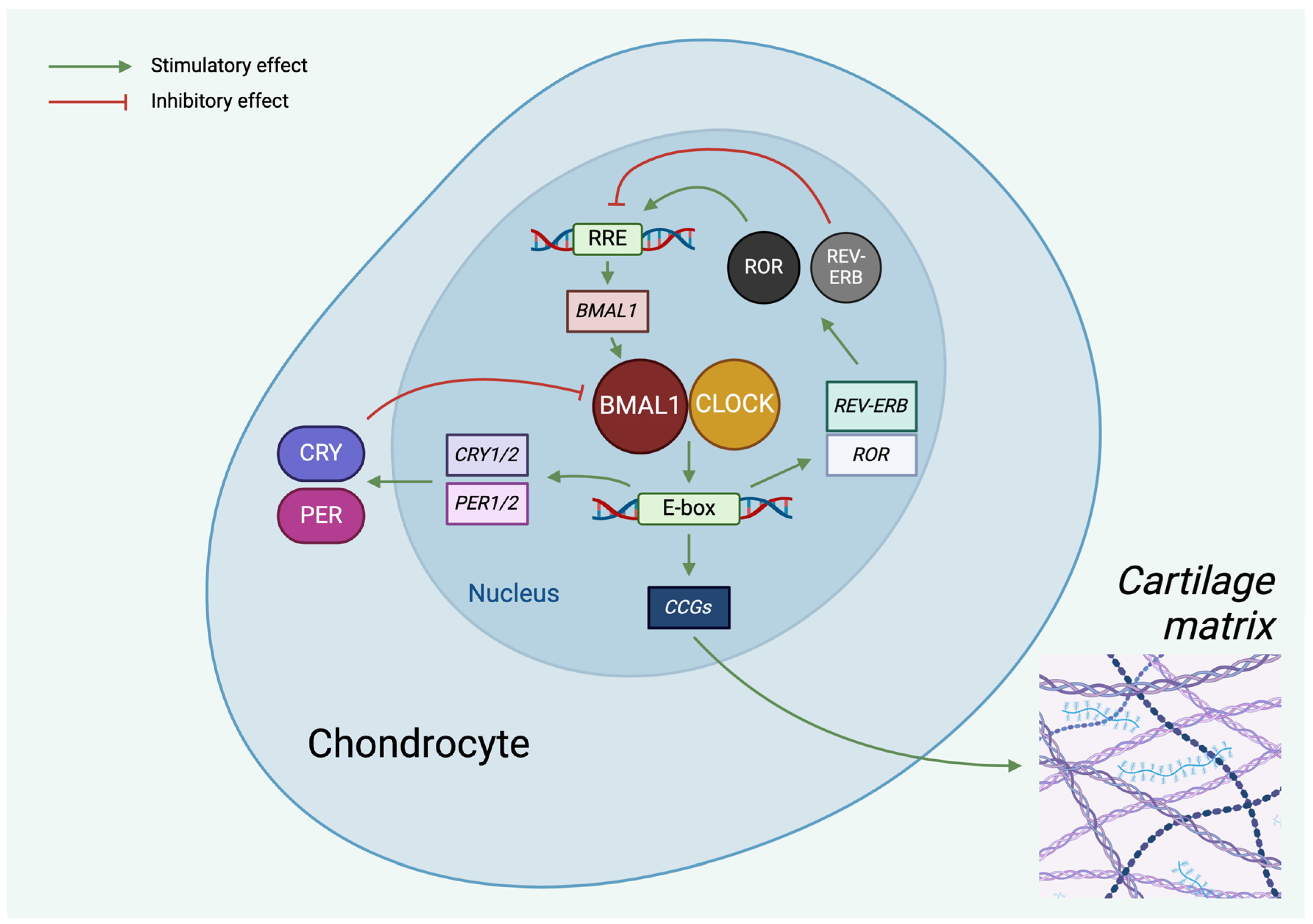 Cells 13 00512 g001 Cells 13 00512 g001