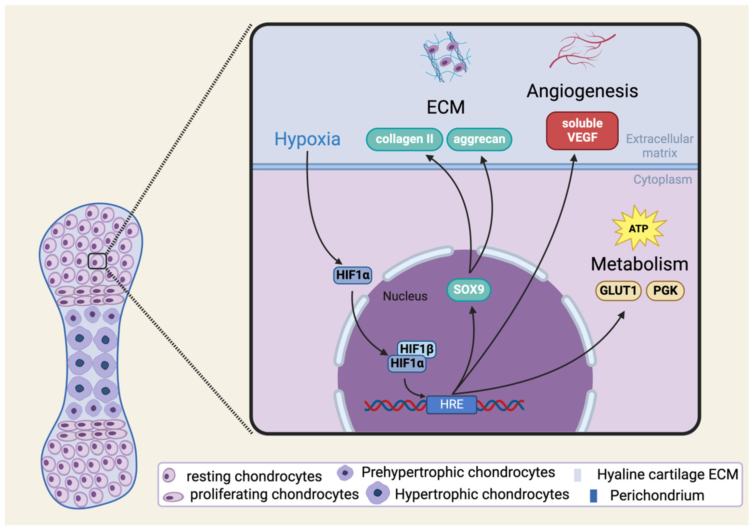 Cells 13 00512 g002 Cells 13 00512 g002