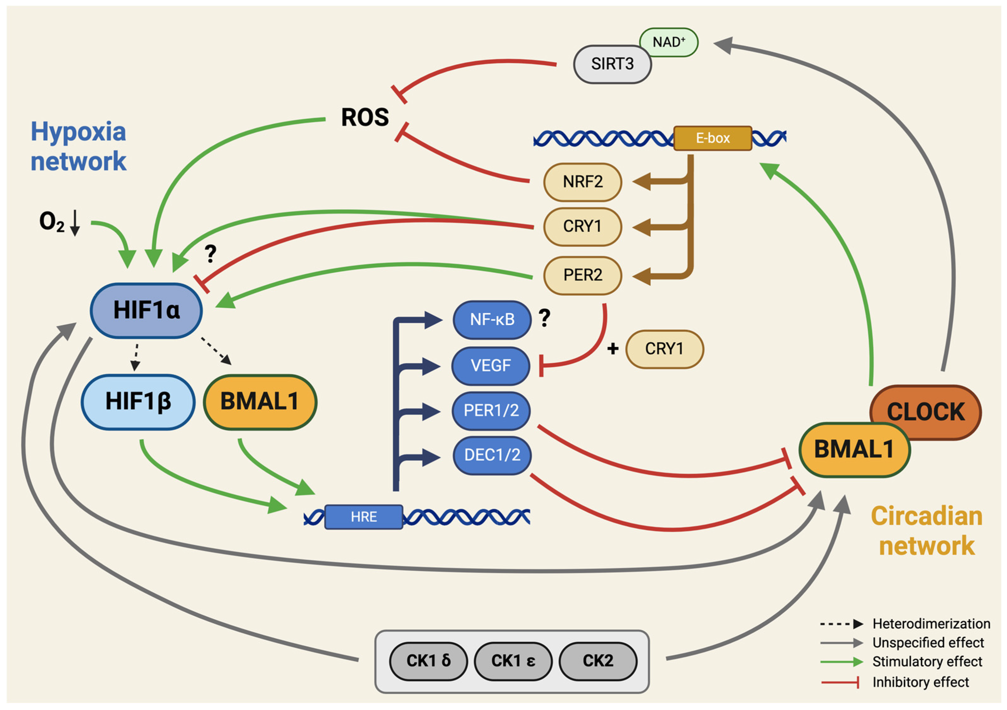 Cells 13 00512 g003 Cells 13 00512 g003