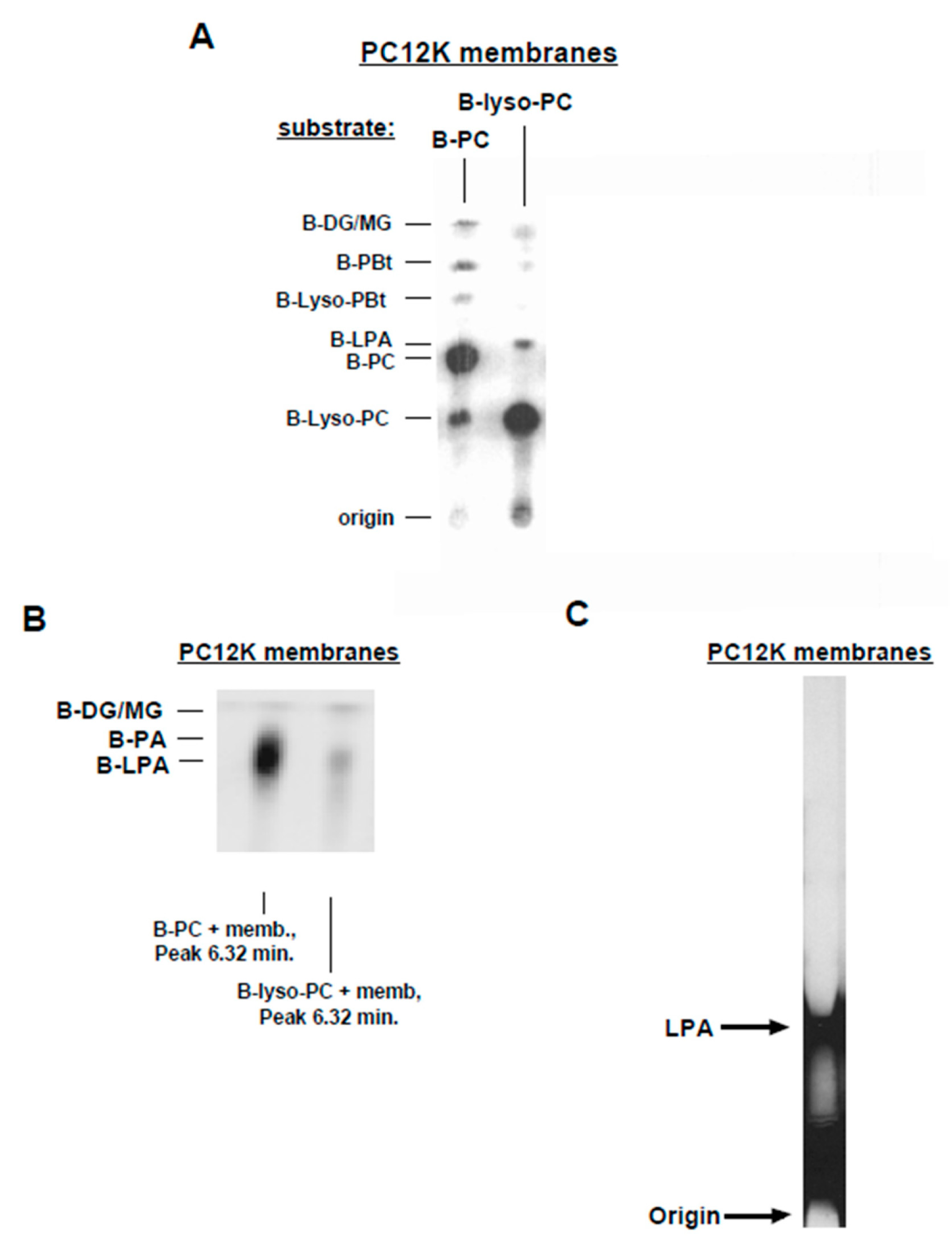 Cells 13 00520 g003 Cells 13 00520 g003