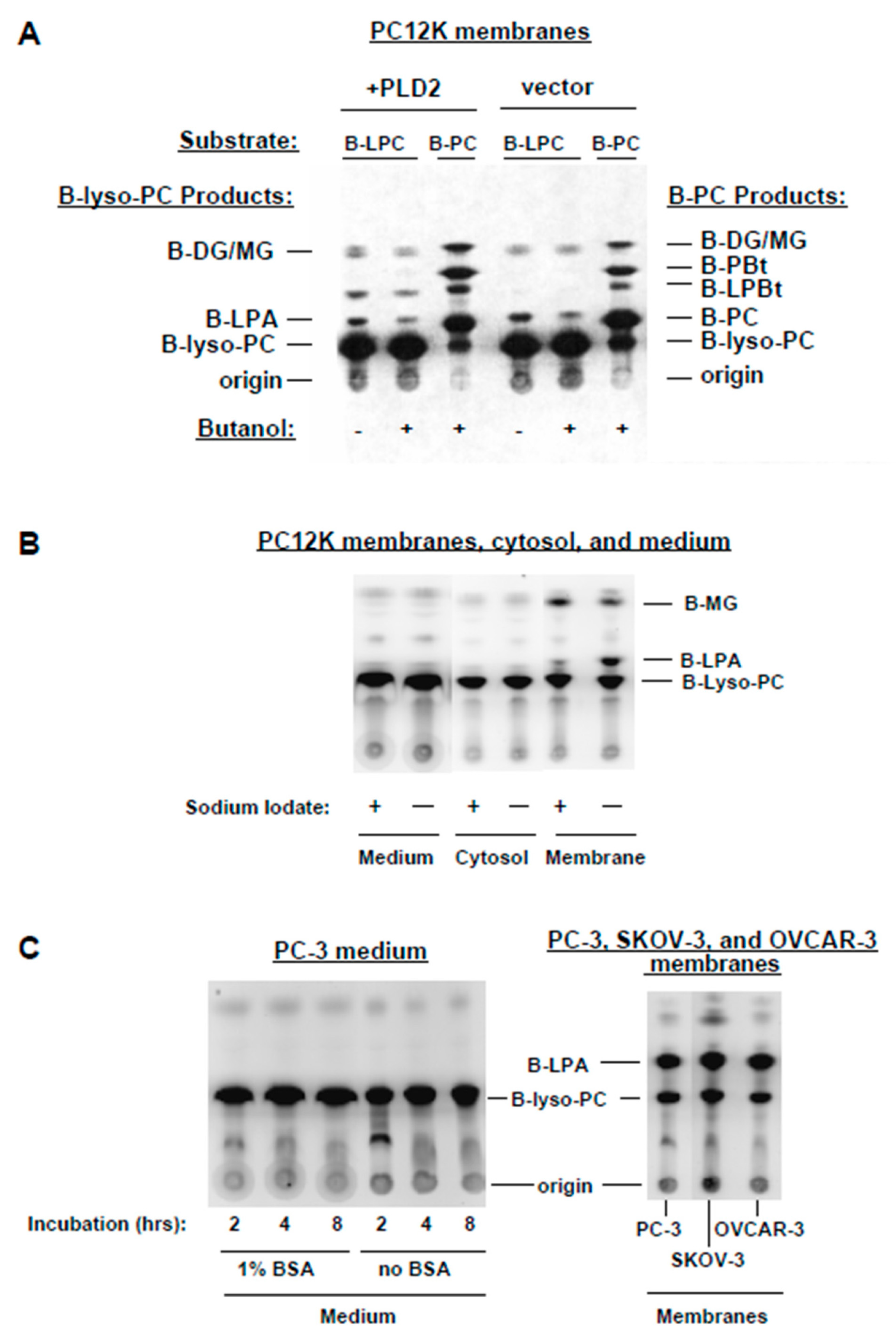 Cells 13 00520 g007 Cells 13 00520 g007