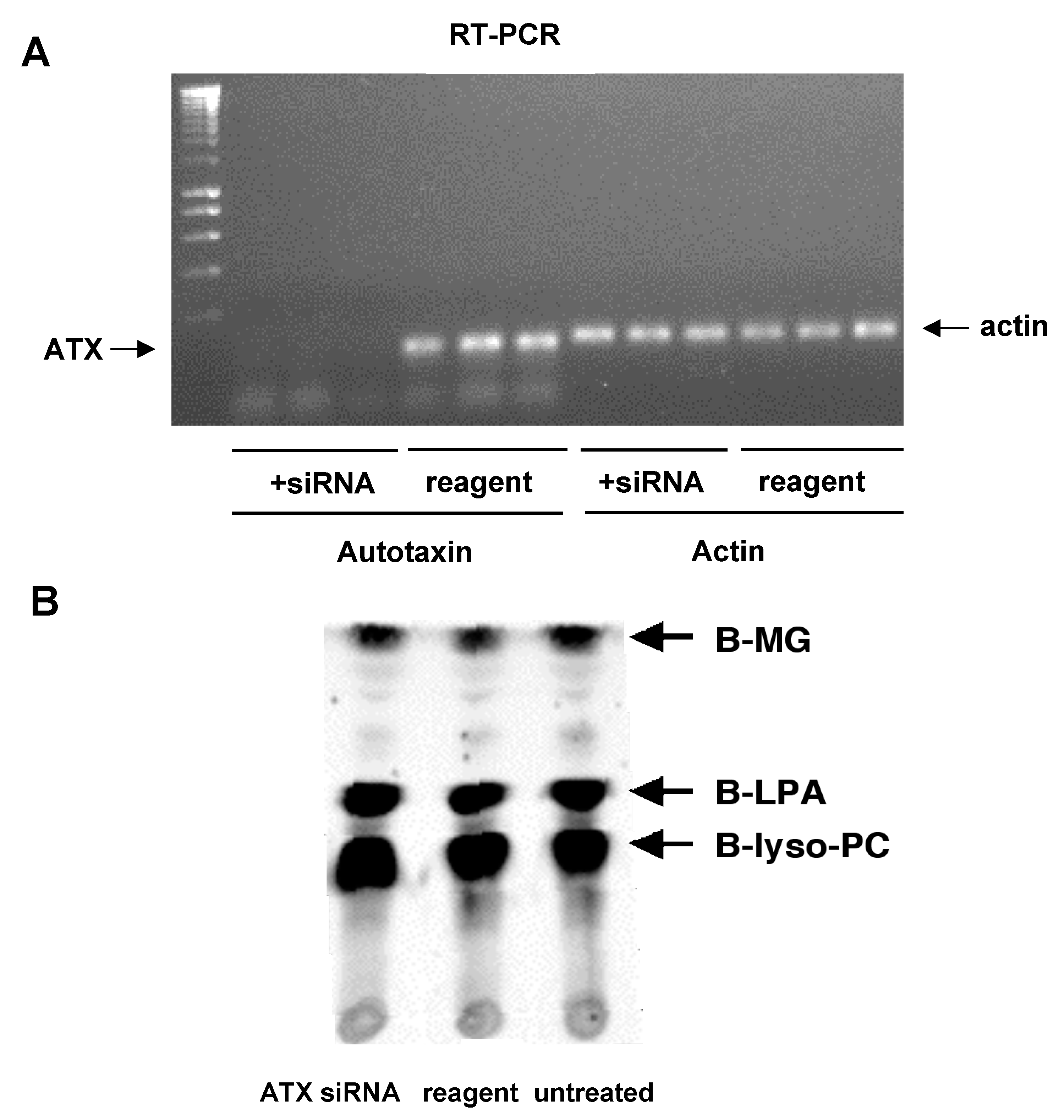 Cells 13 00520 g008 Cells 13 00520 g008