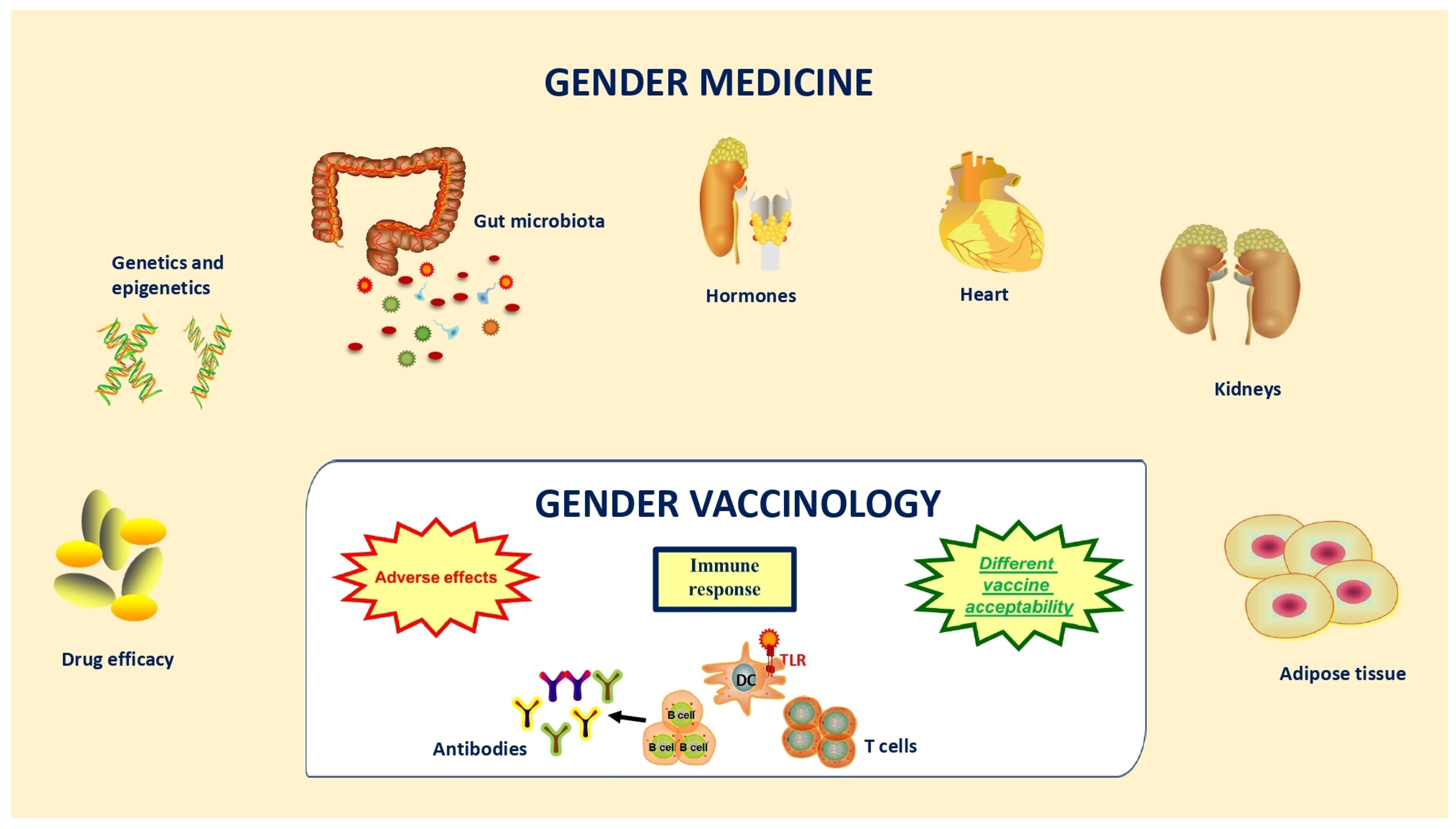 プロモーション Immune Cells, Gut Microbiota, and Vaccines: A Gender Perspective