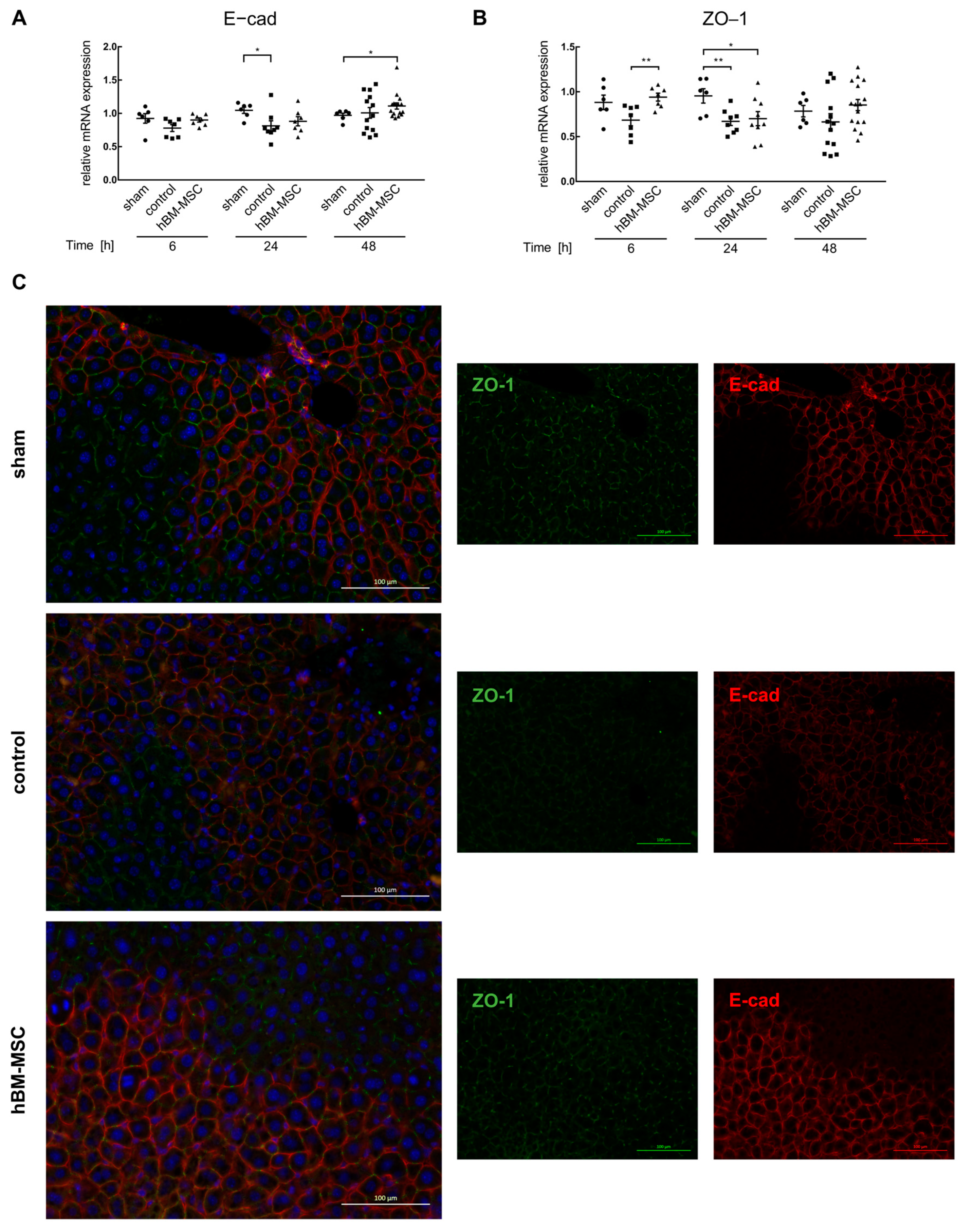 Cells 13 00529 g003 Cells 13 00529 g003