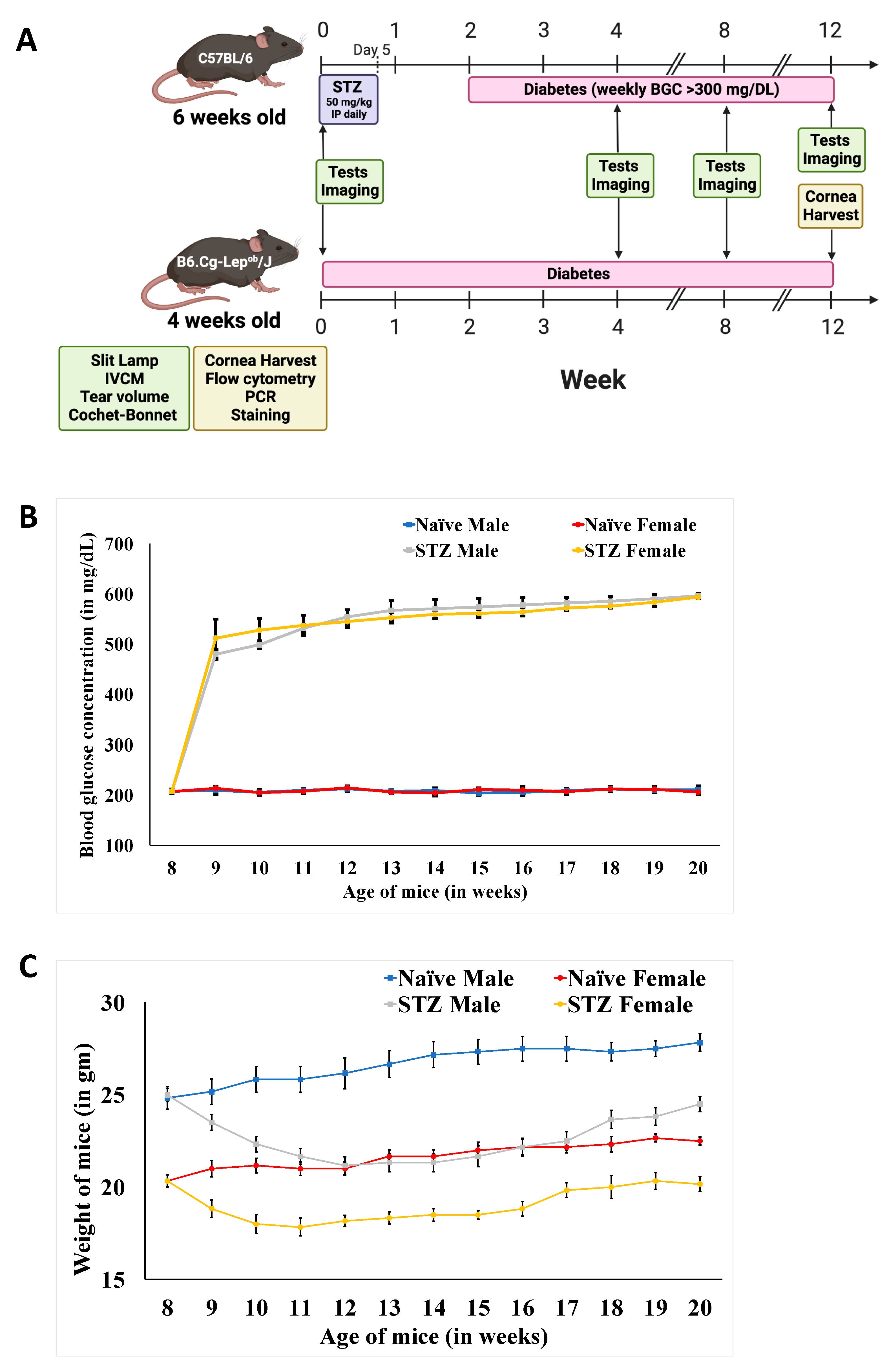 Cells 13 00532 g001 Cells 13 00532 g001