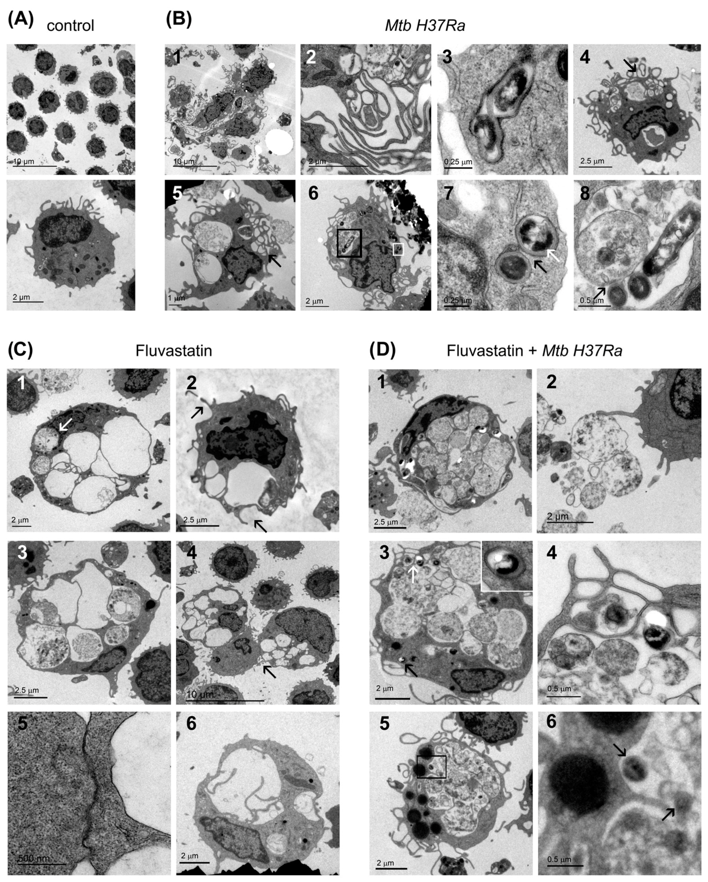 Cells 13 00536 g003 Cells 13 00536 g003