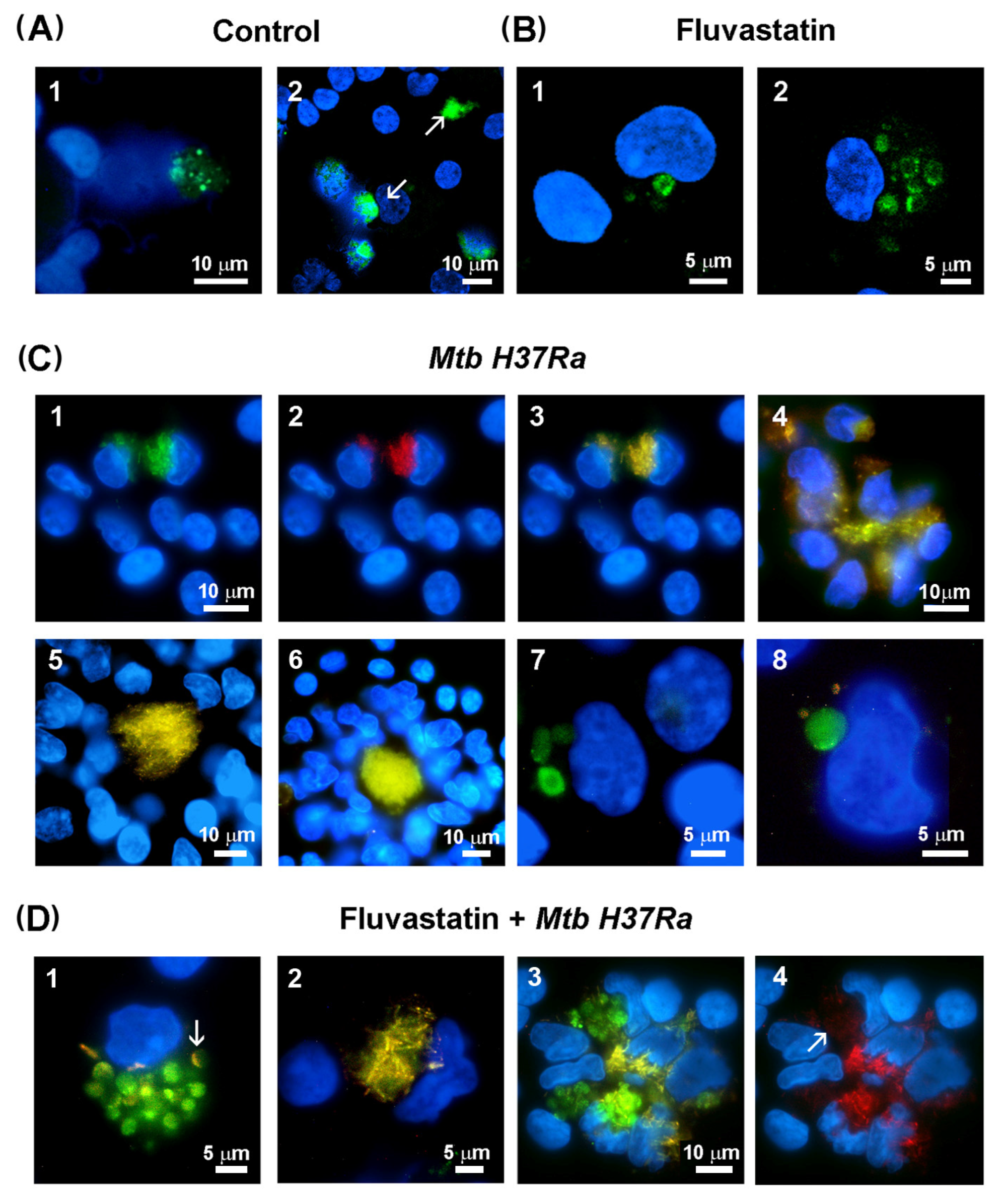 Cells 13 00536 g005 Cells 13 00536 g005