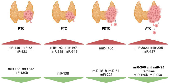 Unraveling the Significance of DGCR8 and miRNAs in Thyroid