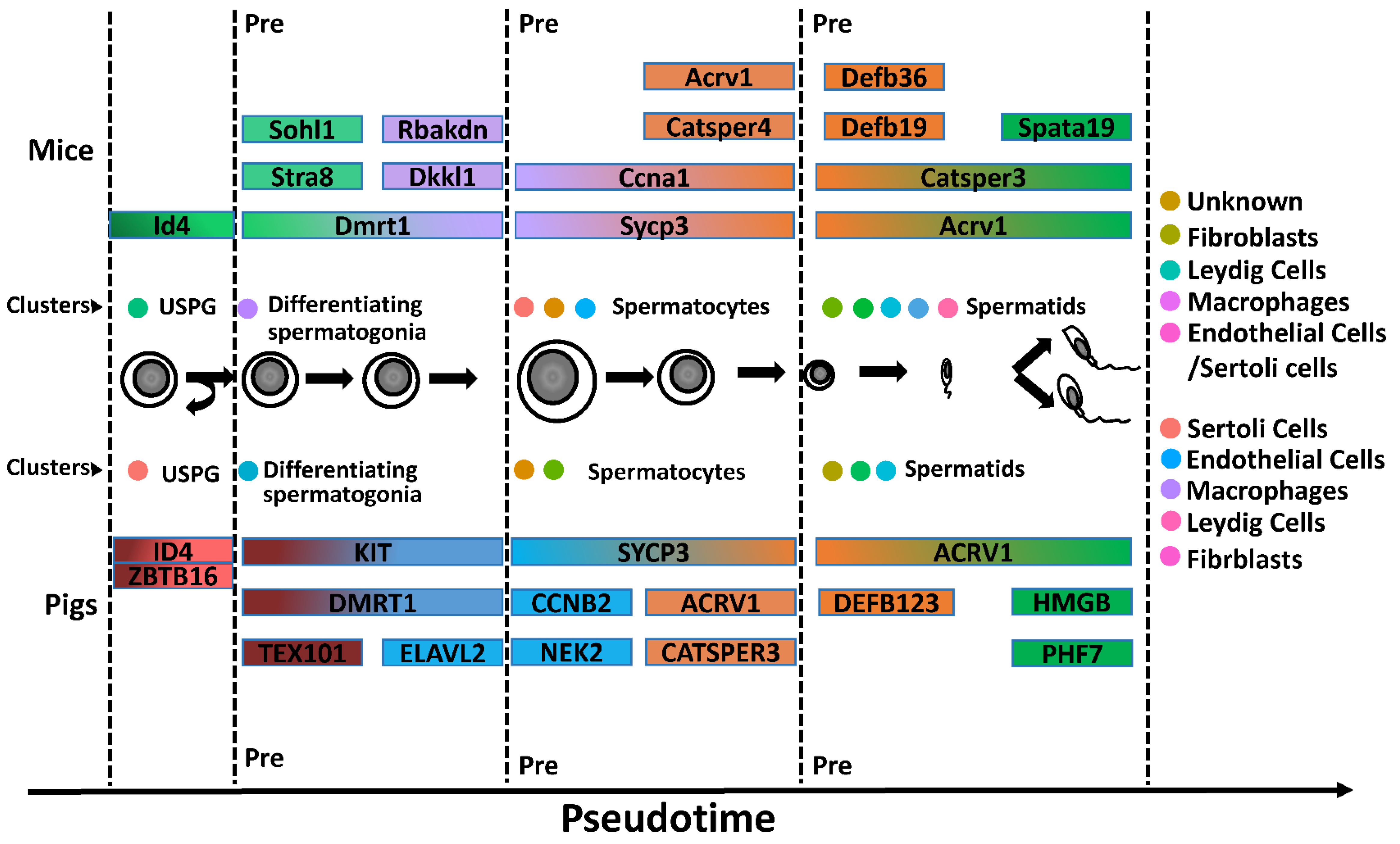 Cells 13 00563 g005 Cells 13 00563 g005