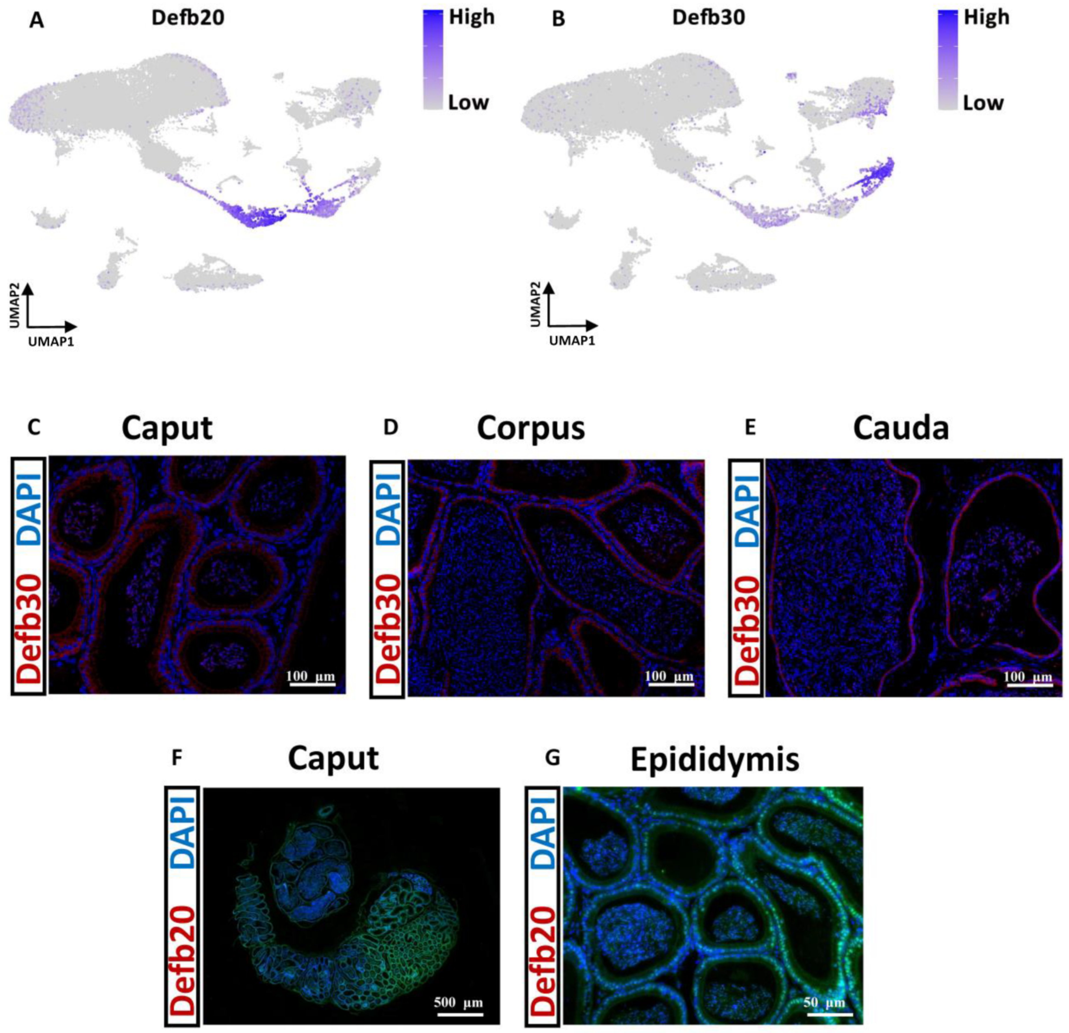 Cells 13 00563 g007 Cells 13 00563 g007