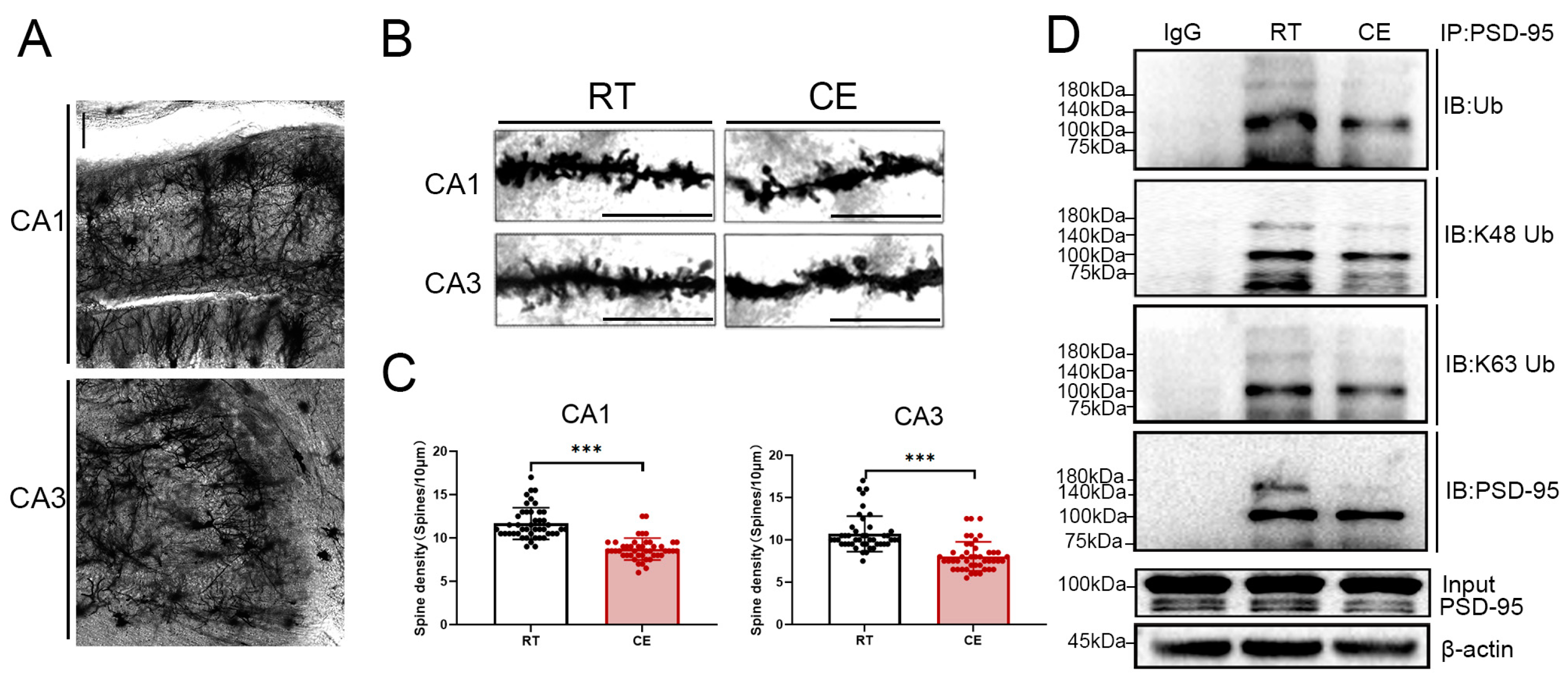 Cells 13 00570 g003 Cells 13 00570 g003