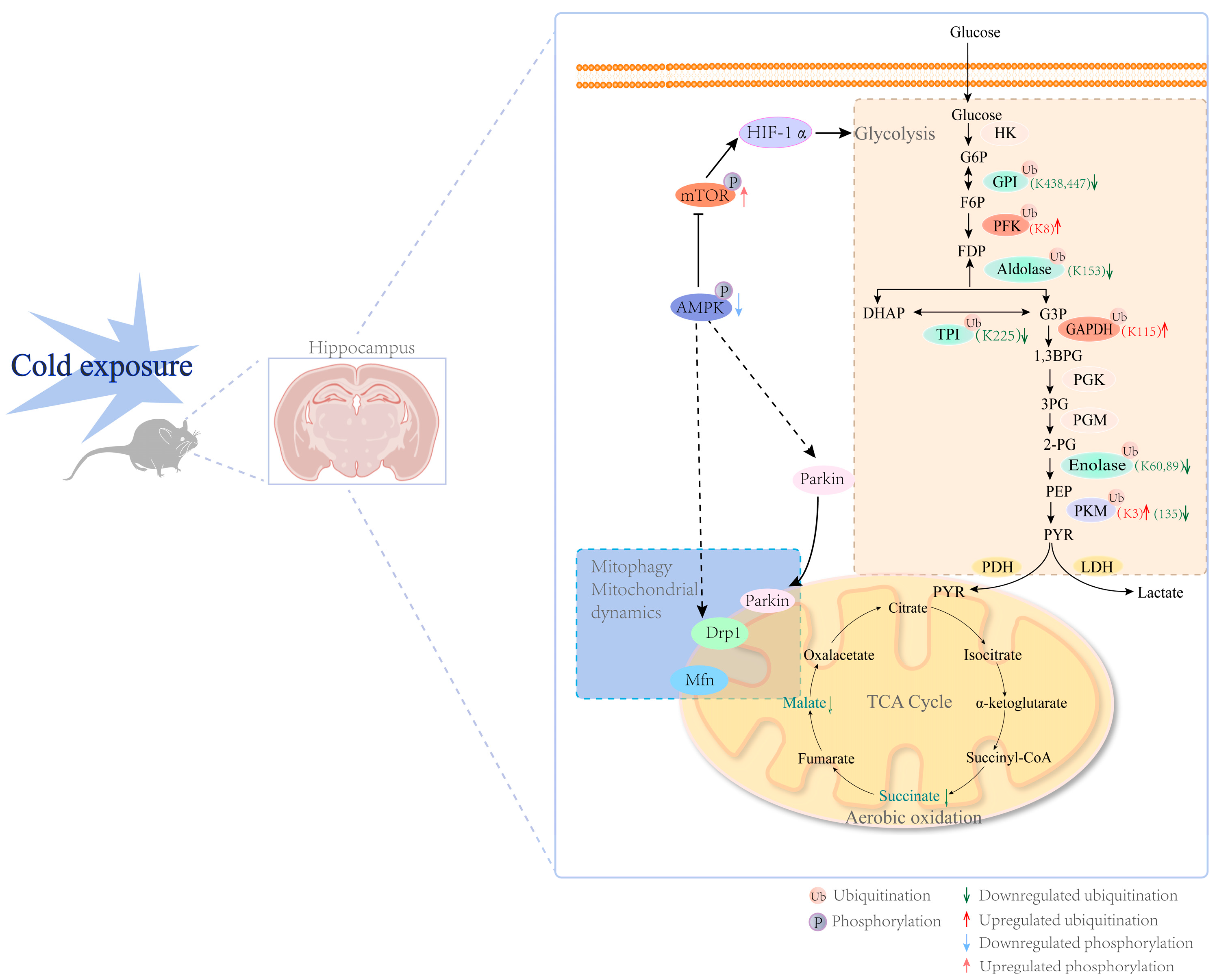 Cells 13 00570 g006 Cells 13 00570 g006