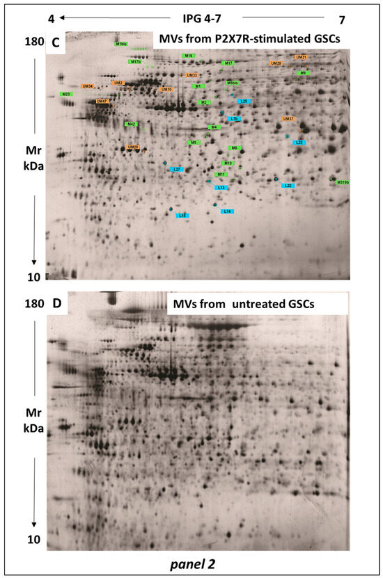 Changes Induced by P2X7 Receptor Stimulation of Human