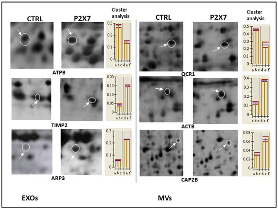 Changes Induced by P2X7 Receptor Stimulation of Human
