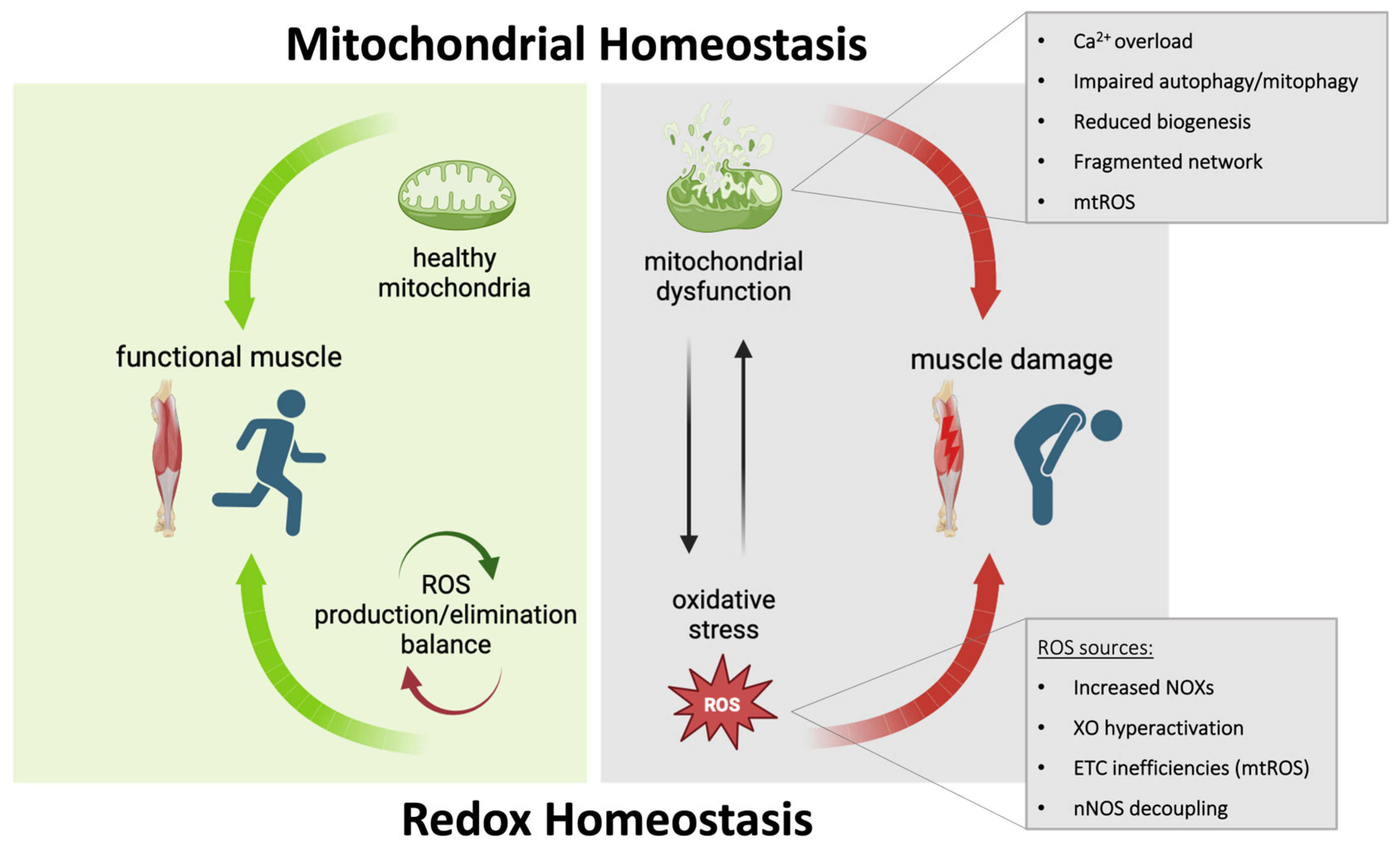 Cells 13 00574 g001 Cells 13 00574 g001