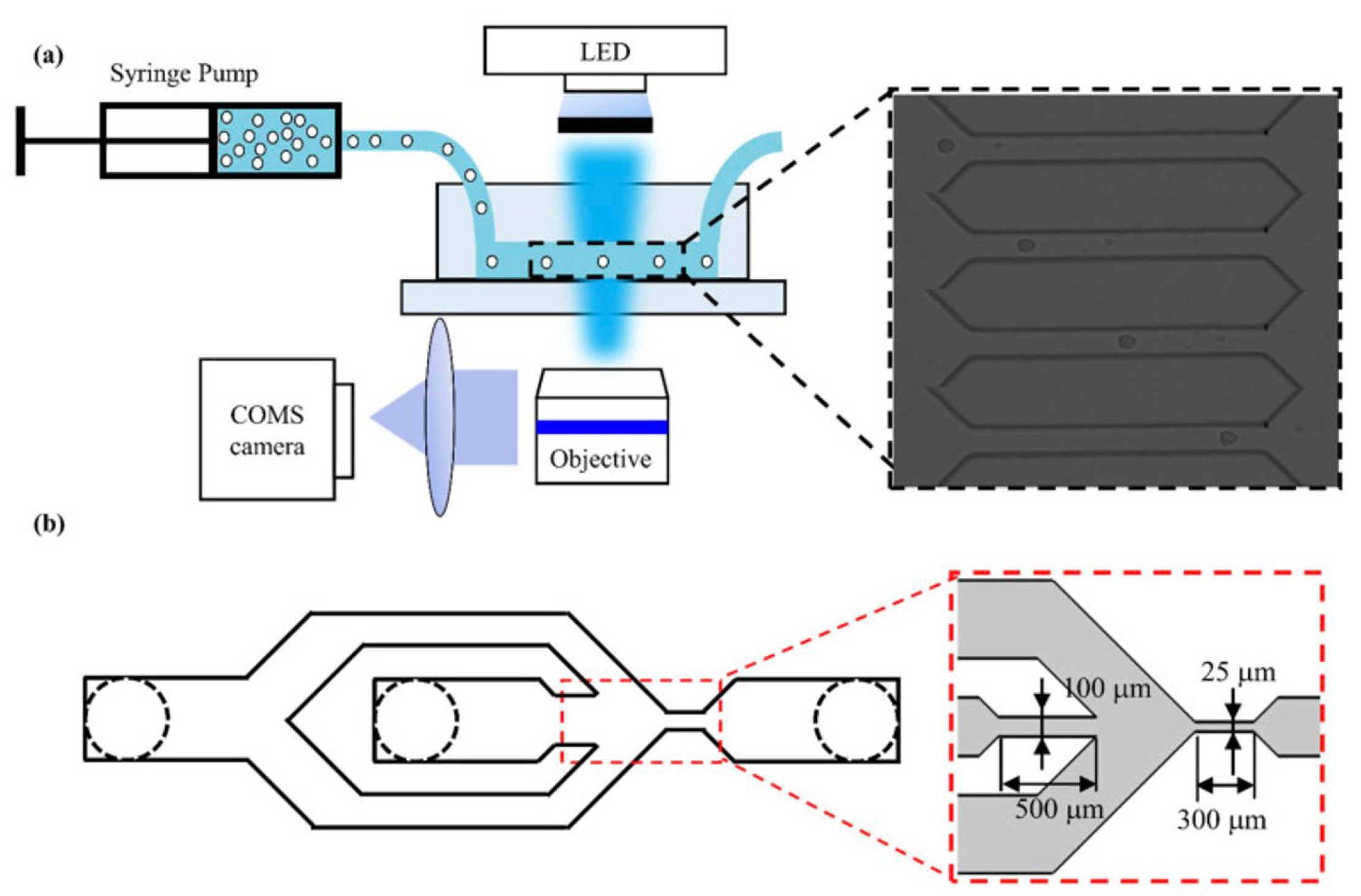 Cells 13 00575 g004 Cells 13 00575 g004