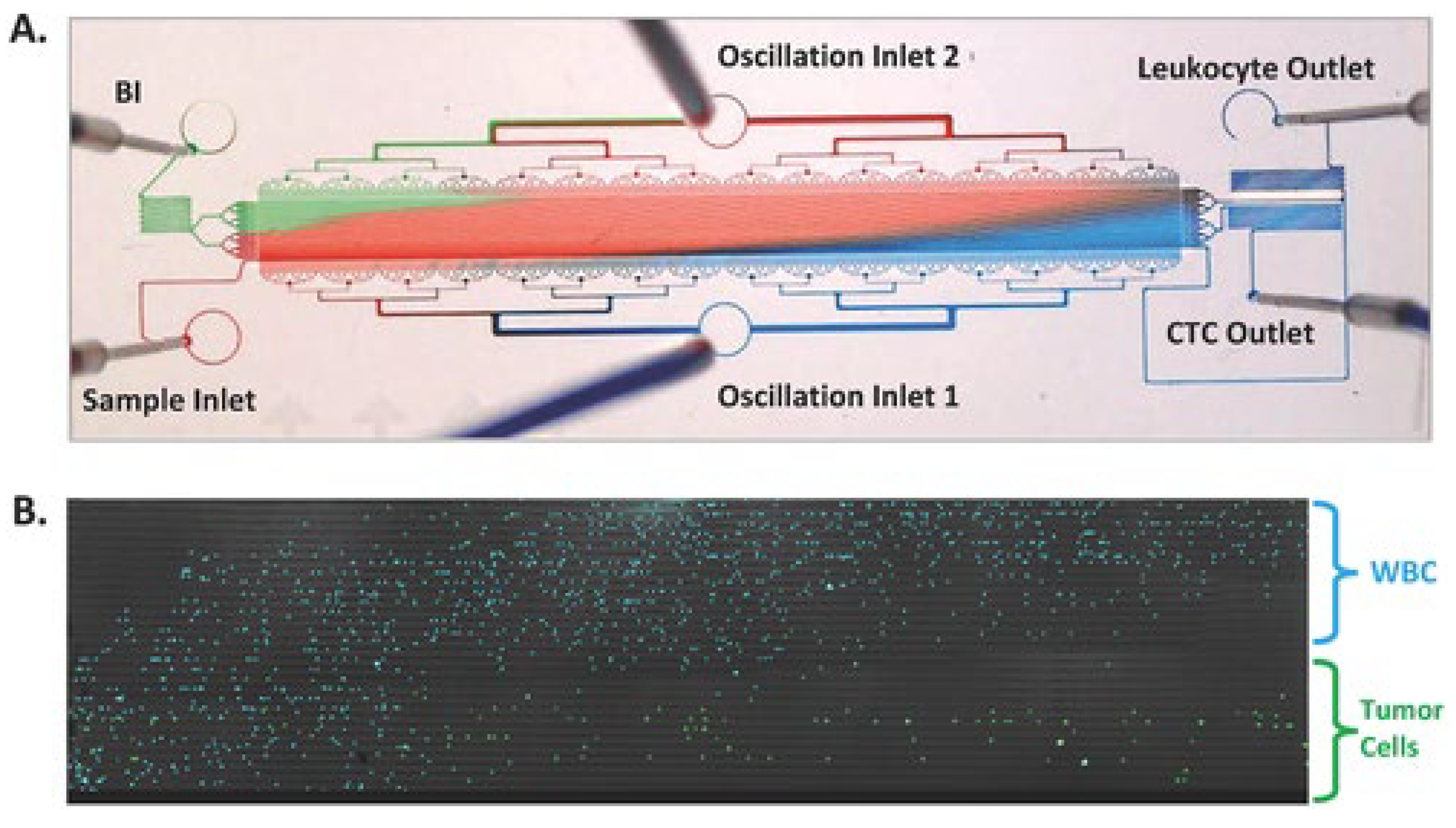 Cells 13 00575 g006 Cells 13 00575 g006