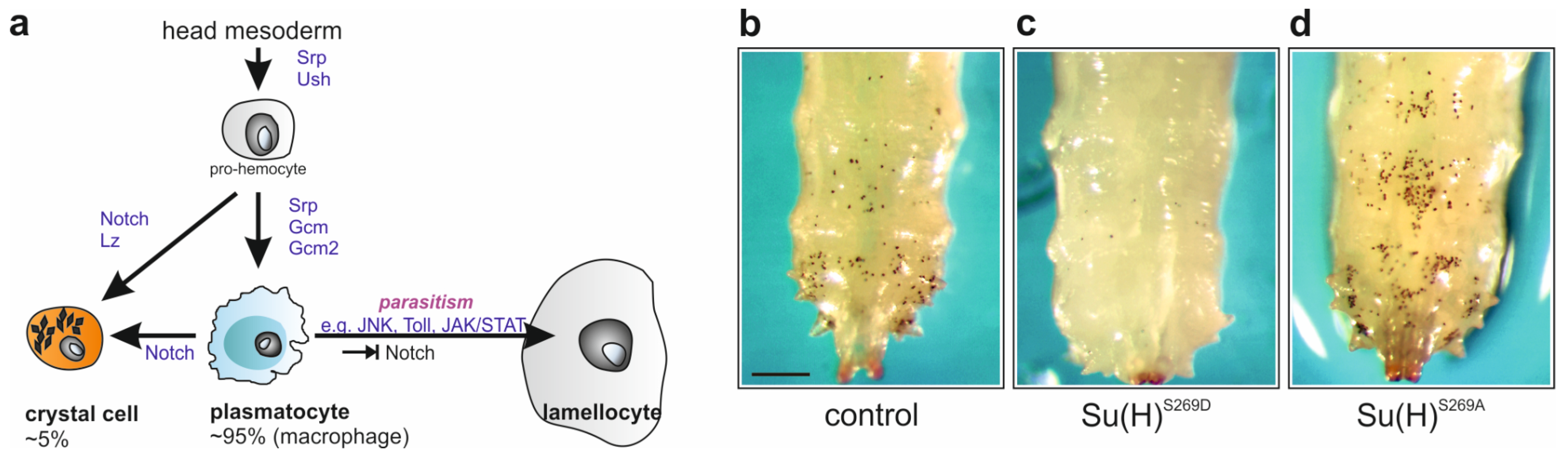 Cells 13 00576 g001 Cells 13 00576 g001