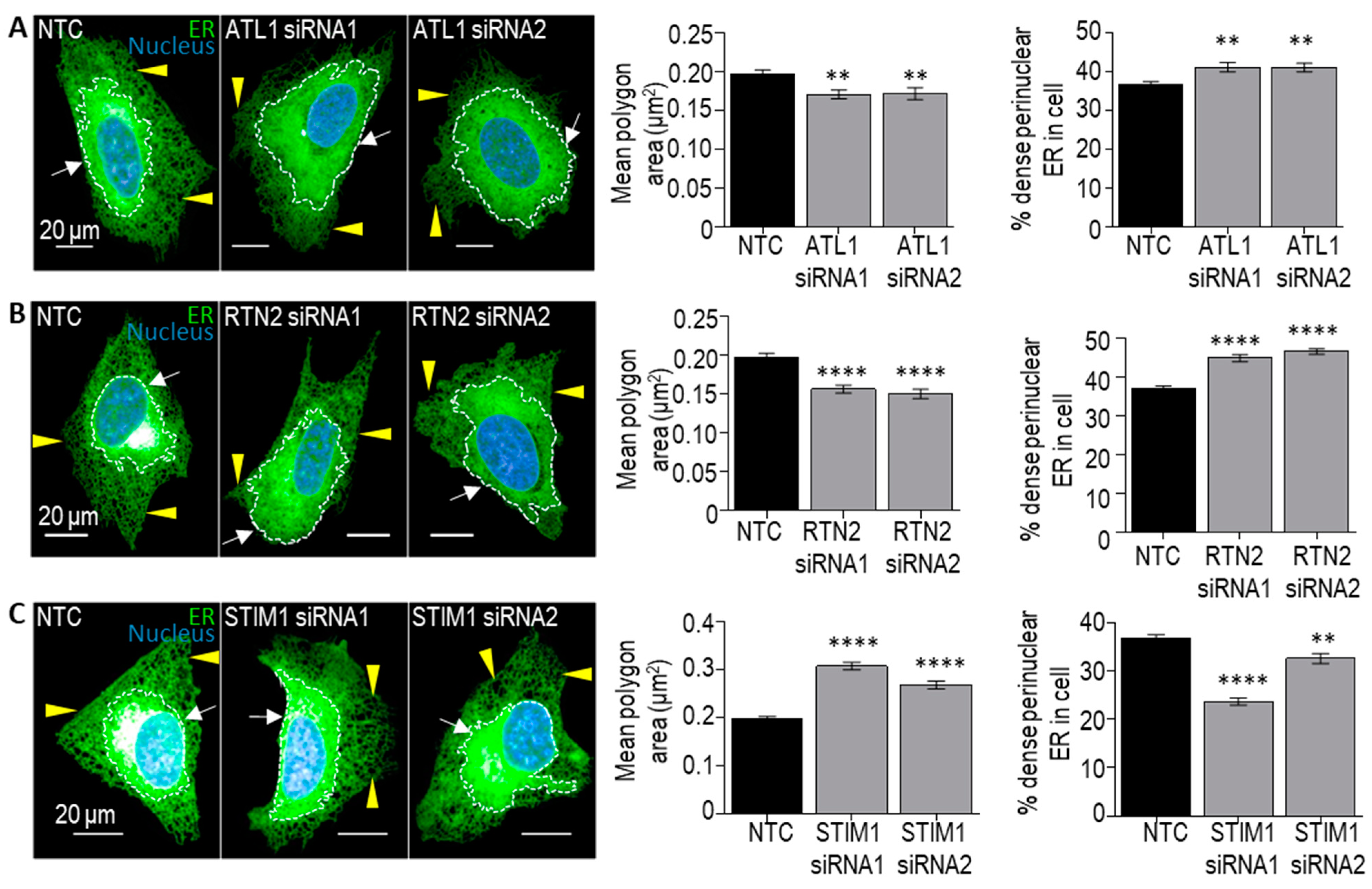 Cells 13 00577 g005 Cells 13 00577 g005
