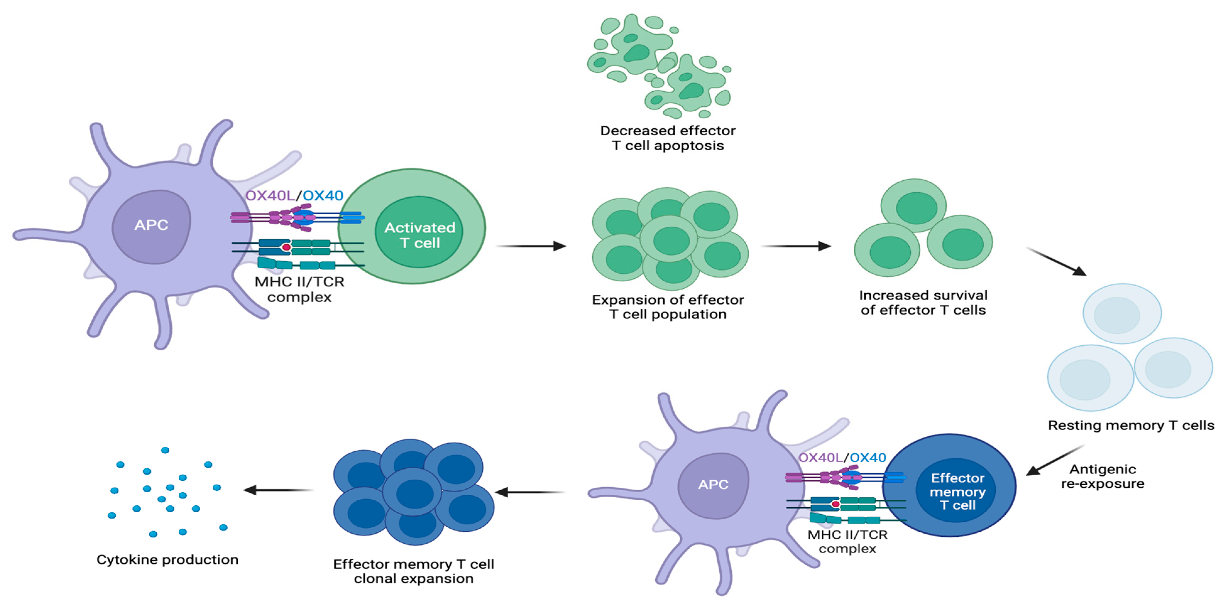 Cells 13 00587 g005 Cells 13 00587 g005