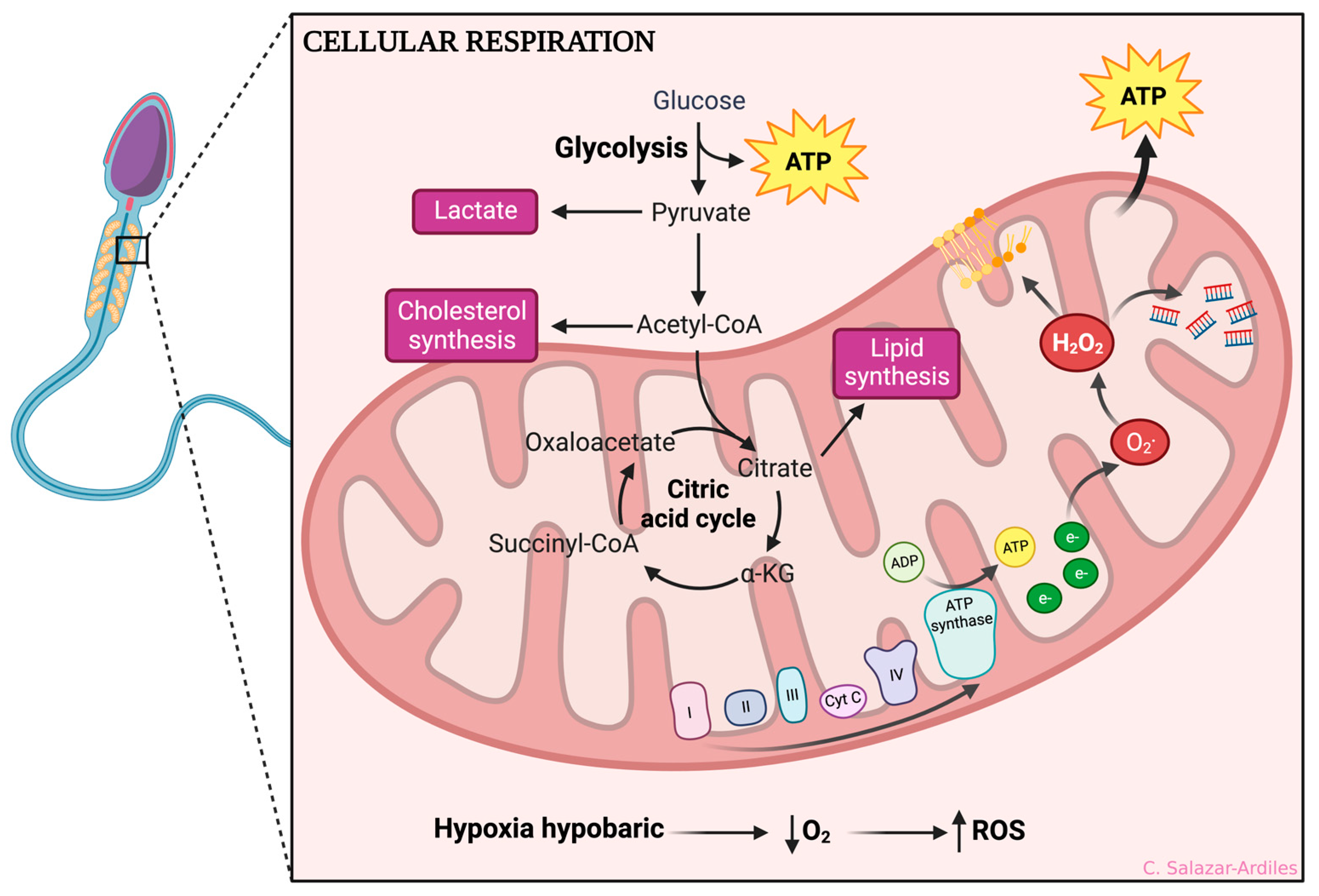 Cells 13 00592 g002 Cells 13 00592 g002