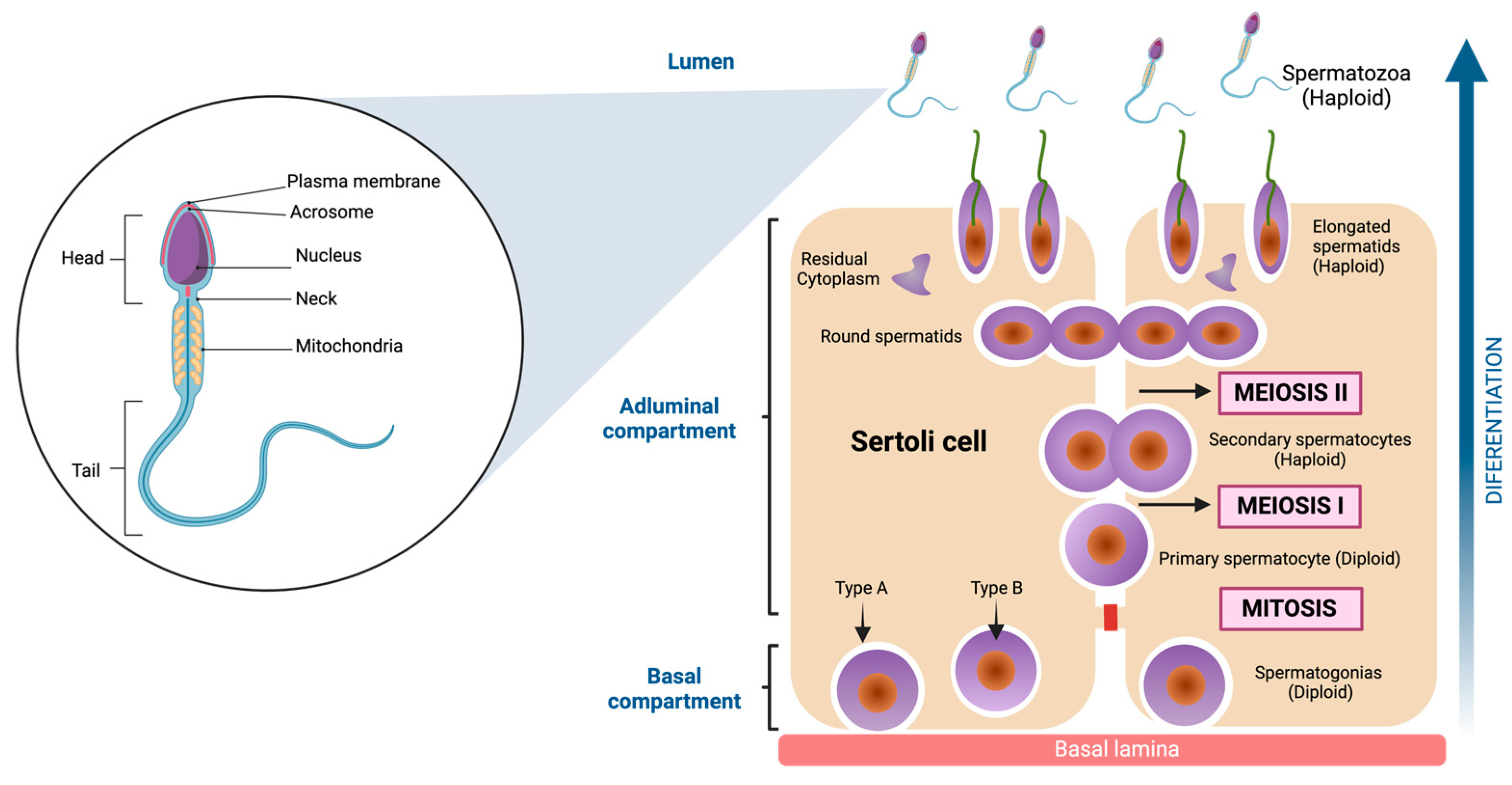 Cells 13 00592 g003 Cells 13 00592 g003