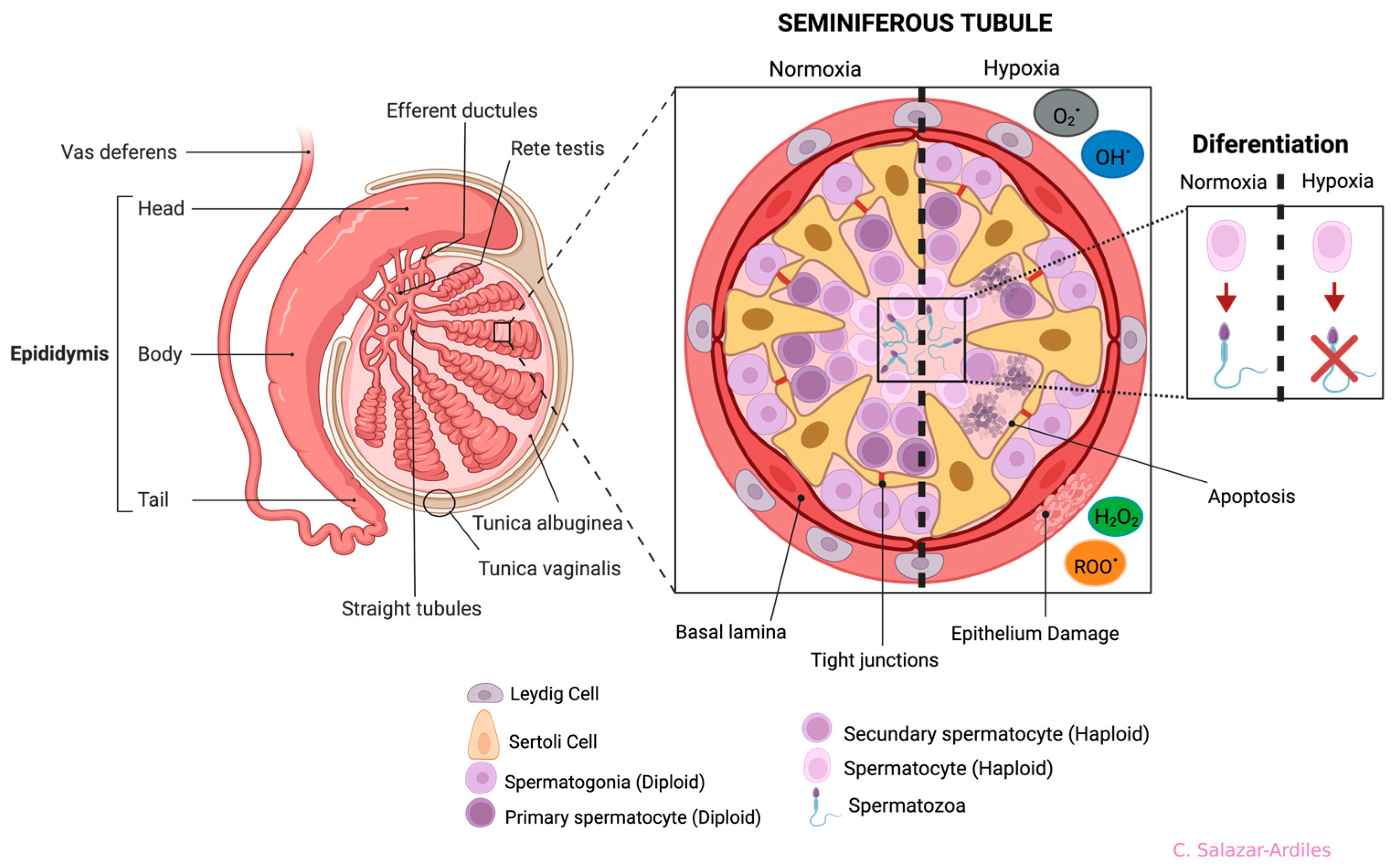 Cells 13 00592 g004 Cells 13 00592 g004