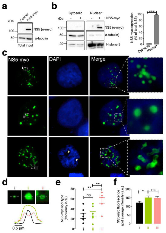 The ZIKV NS5 Protein Aberrantly Alters the Tubulin Cytoskeleton