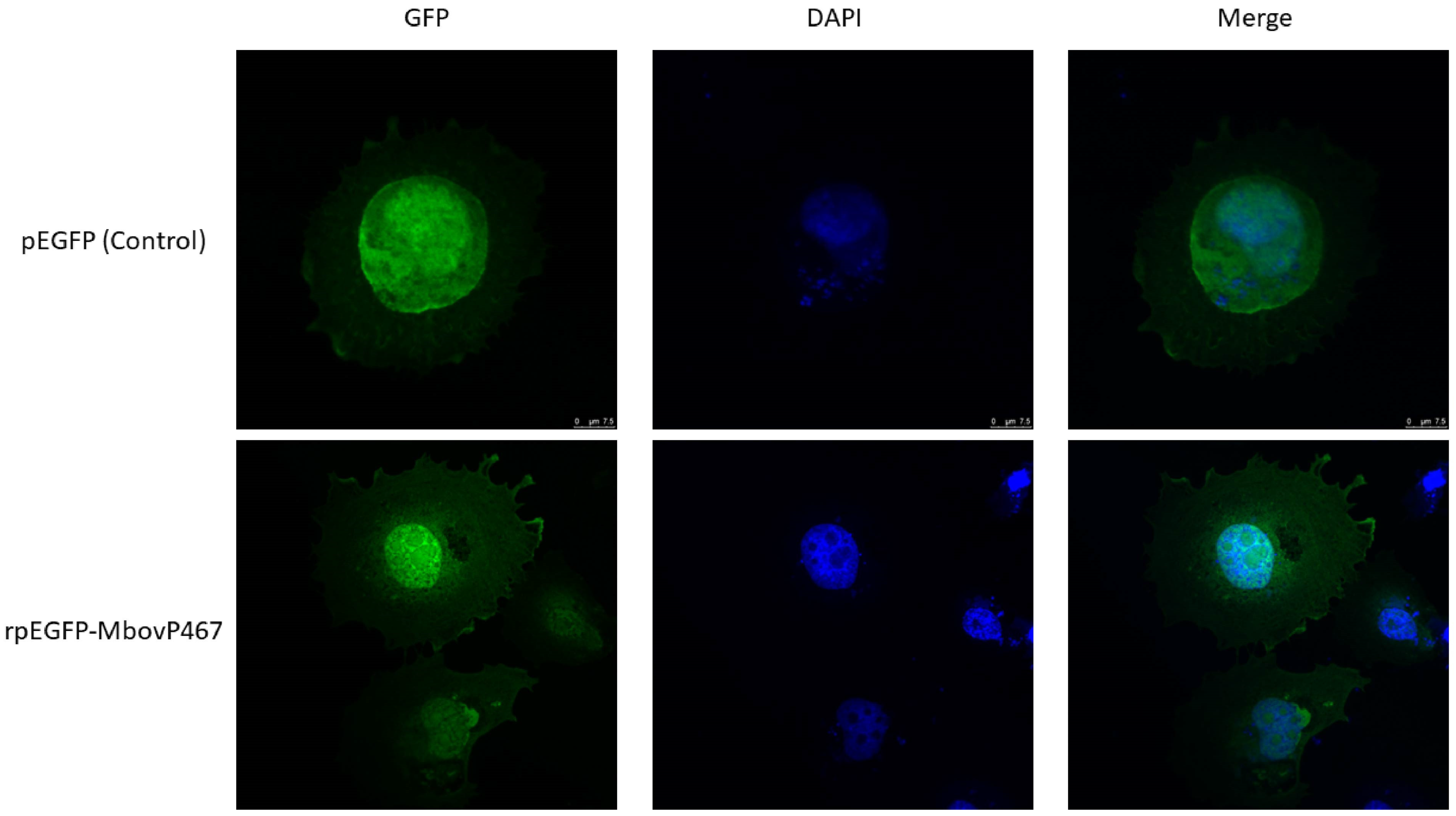 Cells 13 00604 g002 Cells 13 00604 g002