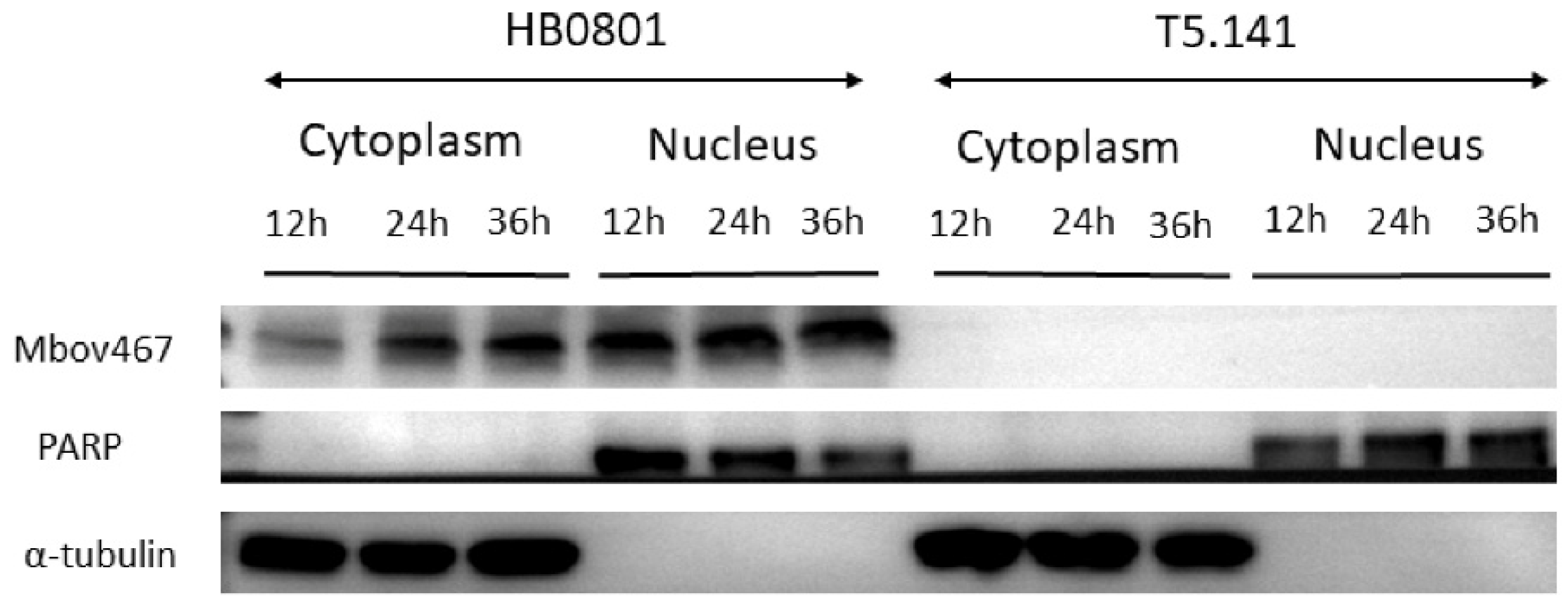 Cells 13 00604 g003 Cells 13 00604 g003