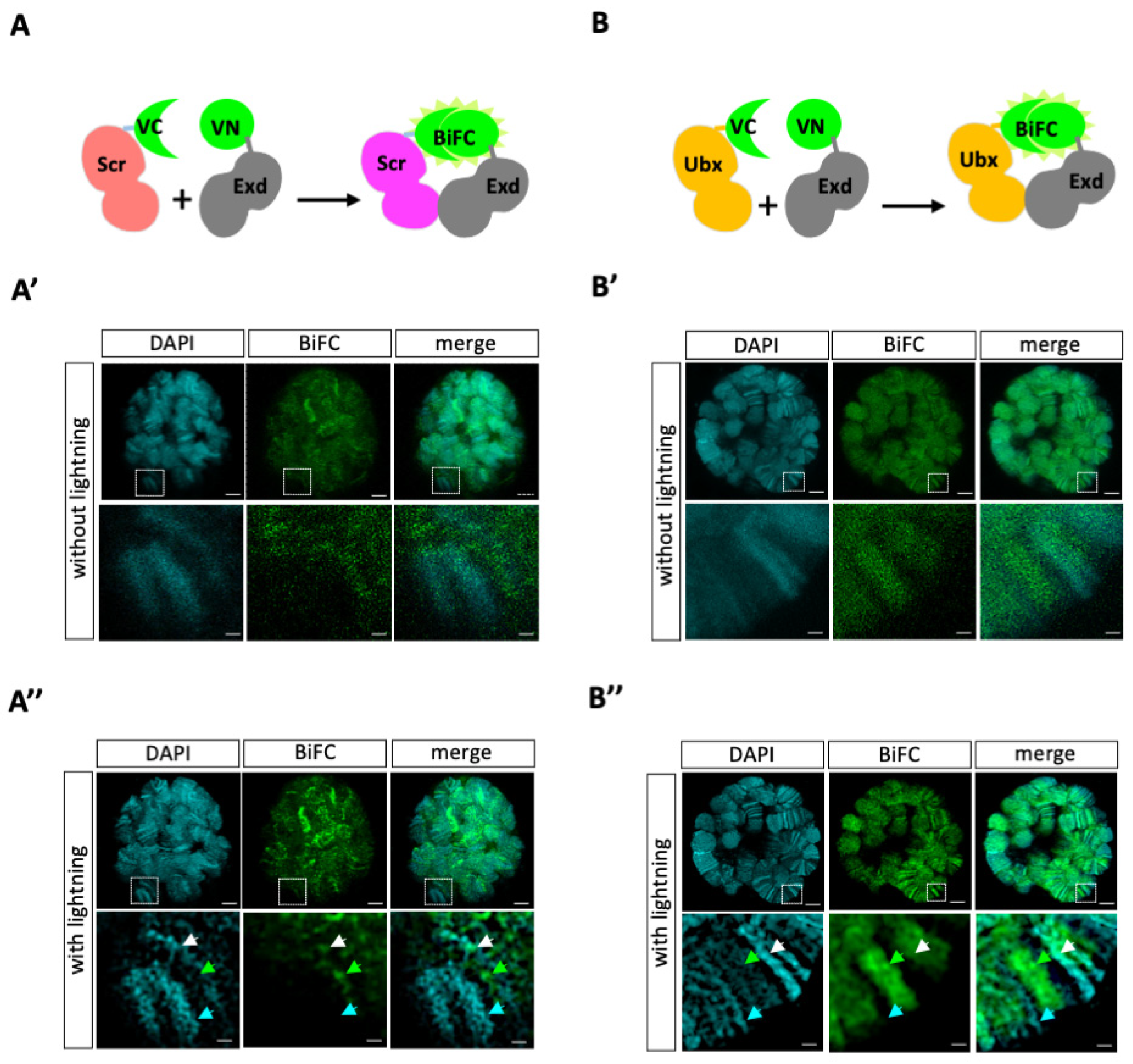 Cells 13 00613 g001 Cells 13 00613 g001