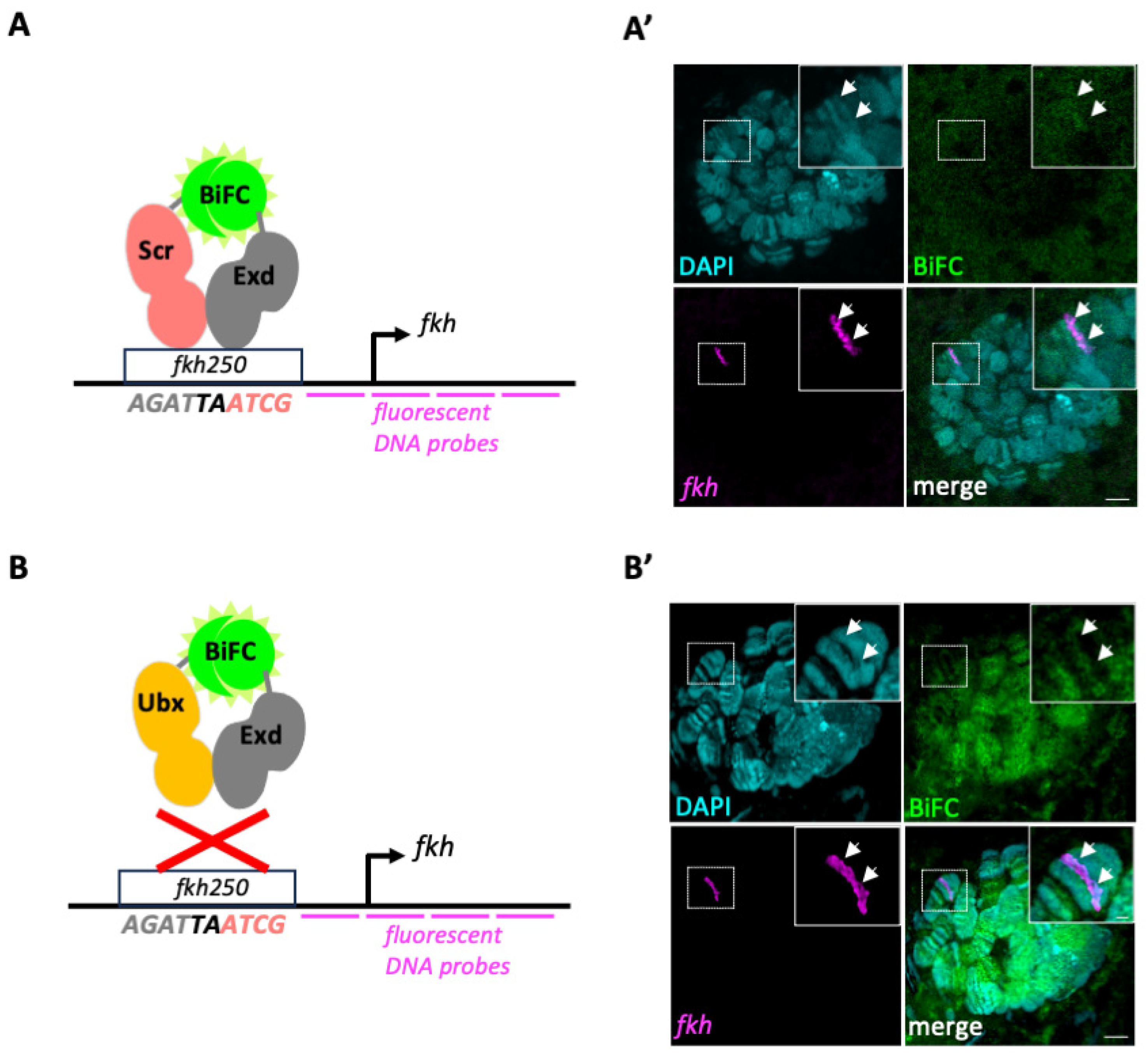 Cells 13 00613 g002 Cells 13 00613 g002