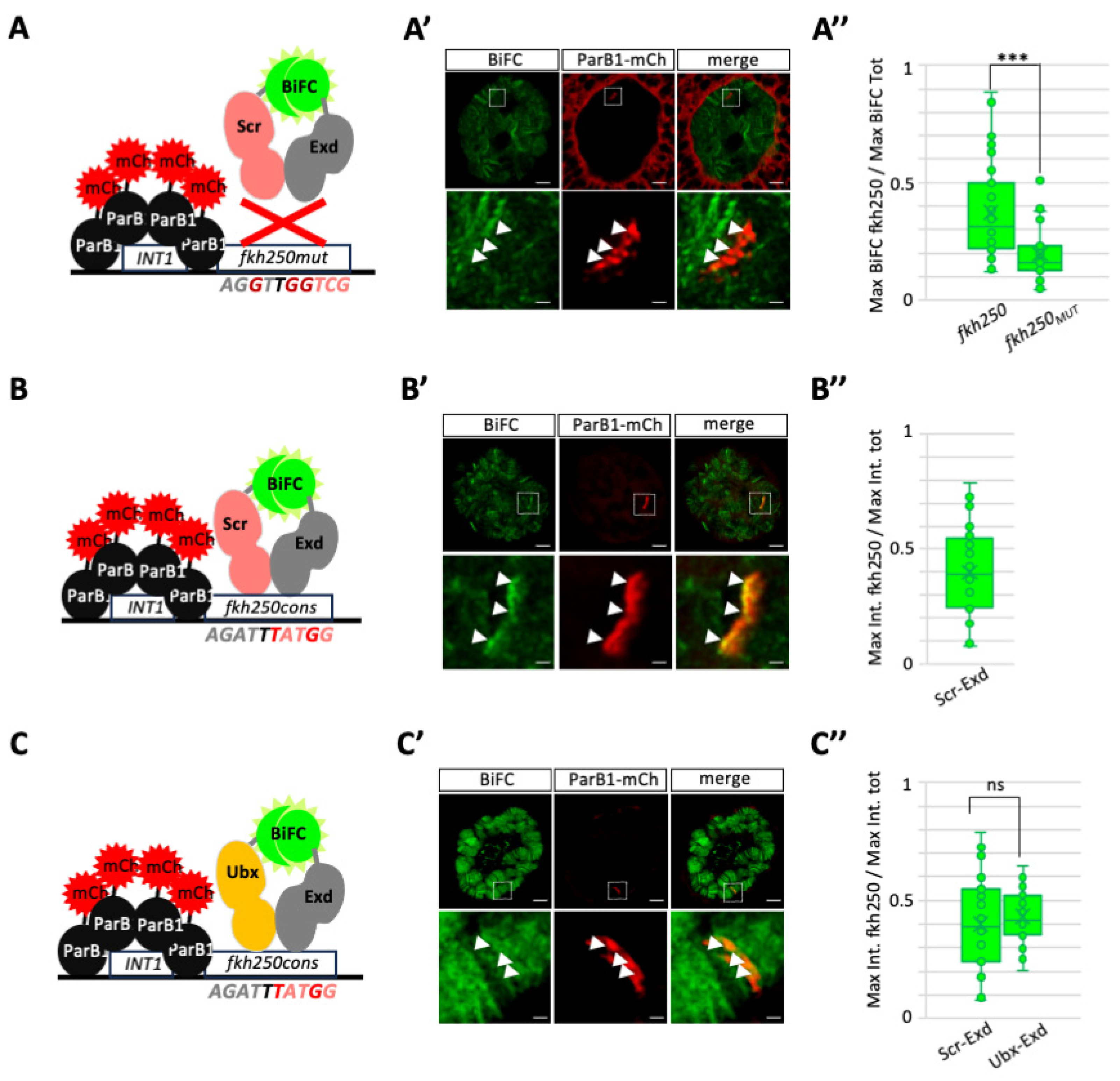 Cells 13 00613 g004 Cells 13 00613 g004