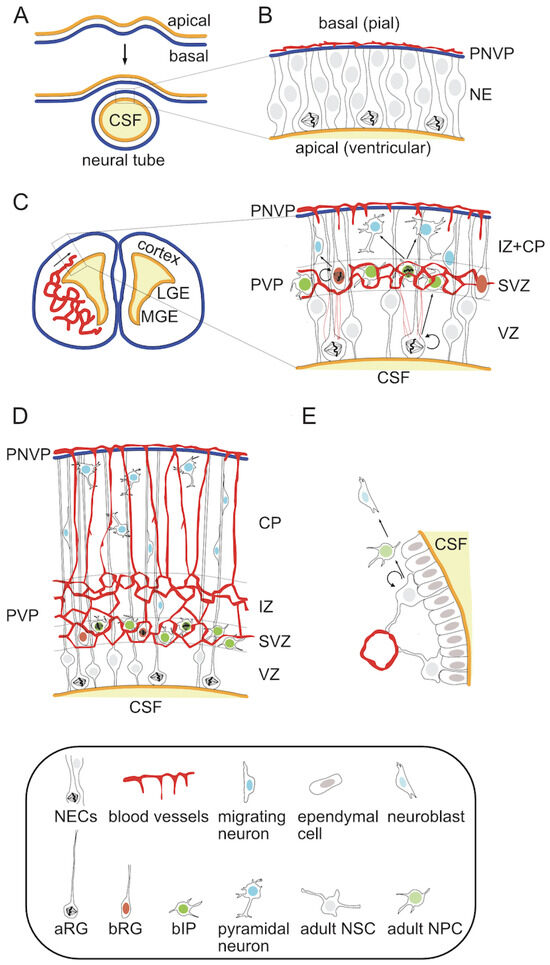 From Vessels to Neurons—The Role of Hypoxia Pathway Proteins