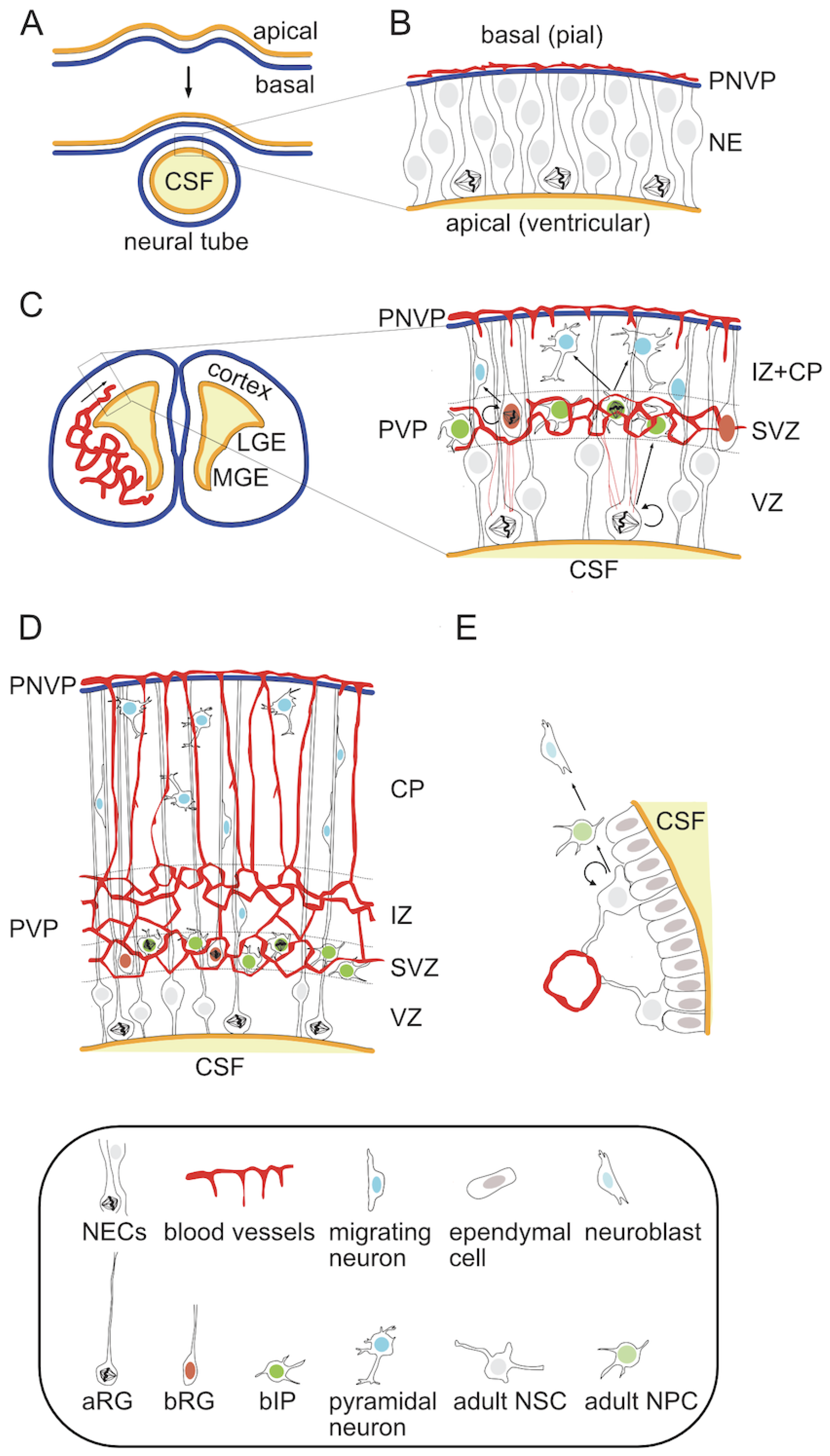 From Vessels to Neurons—The Role of Hypoxia Pathway Proteins