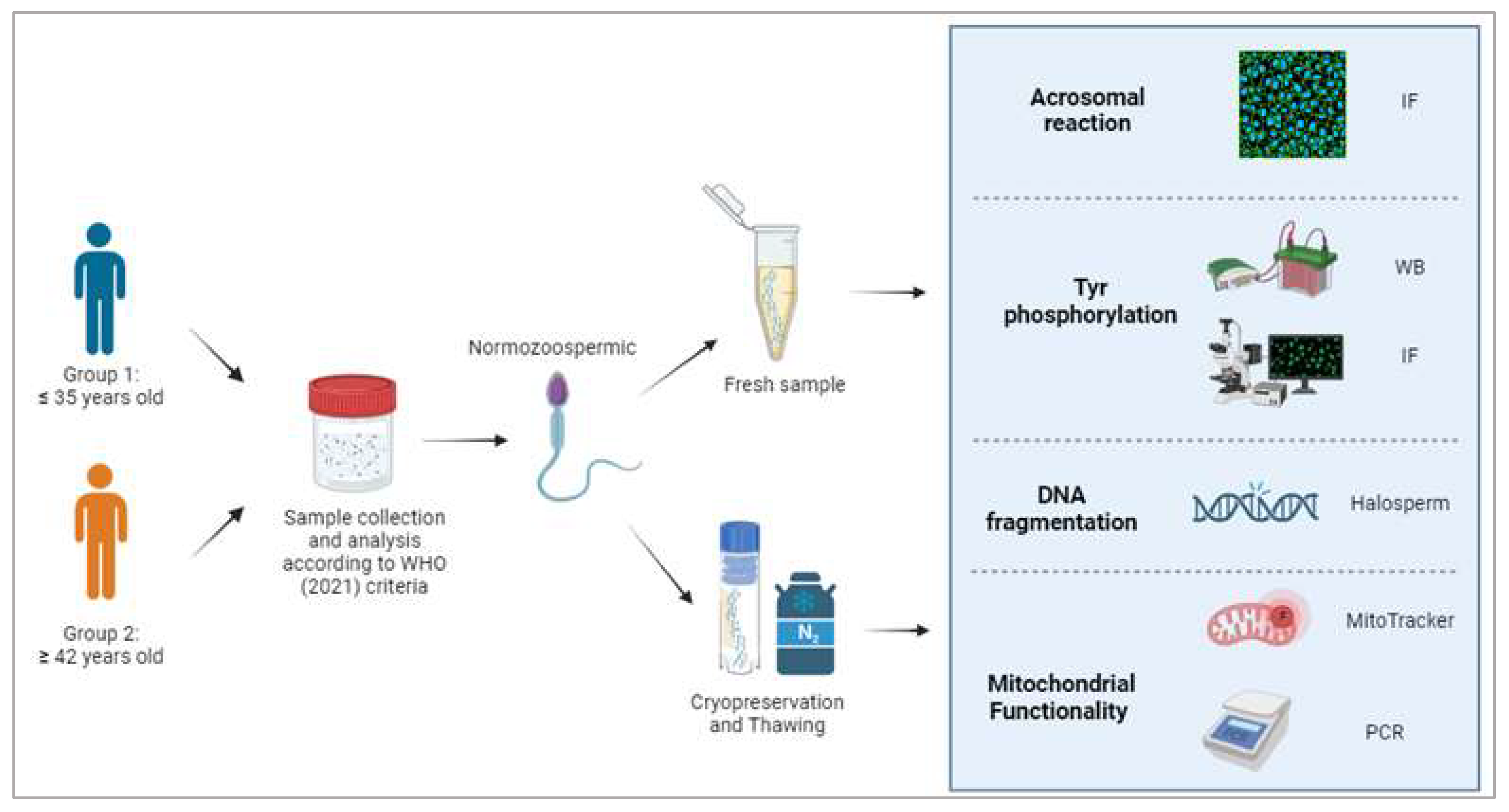 Cells 13 00625 g001 Cells 13 00625 g001
