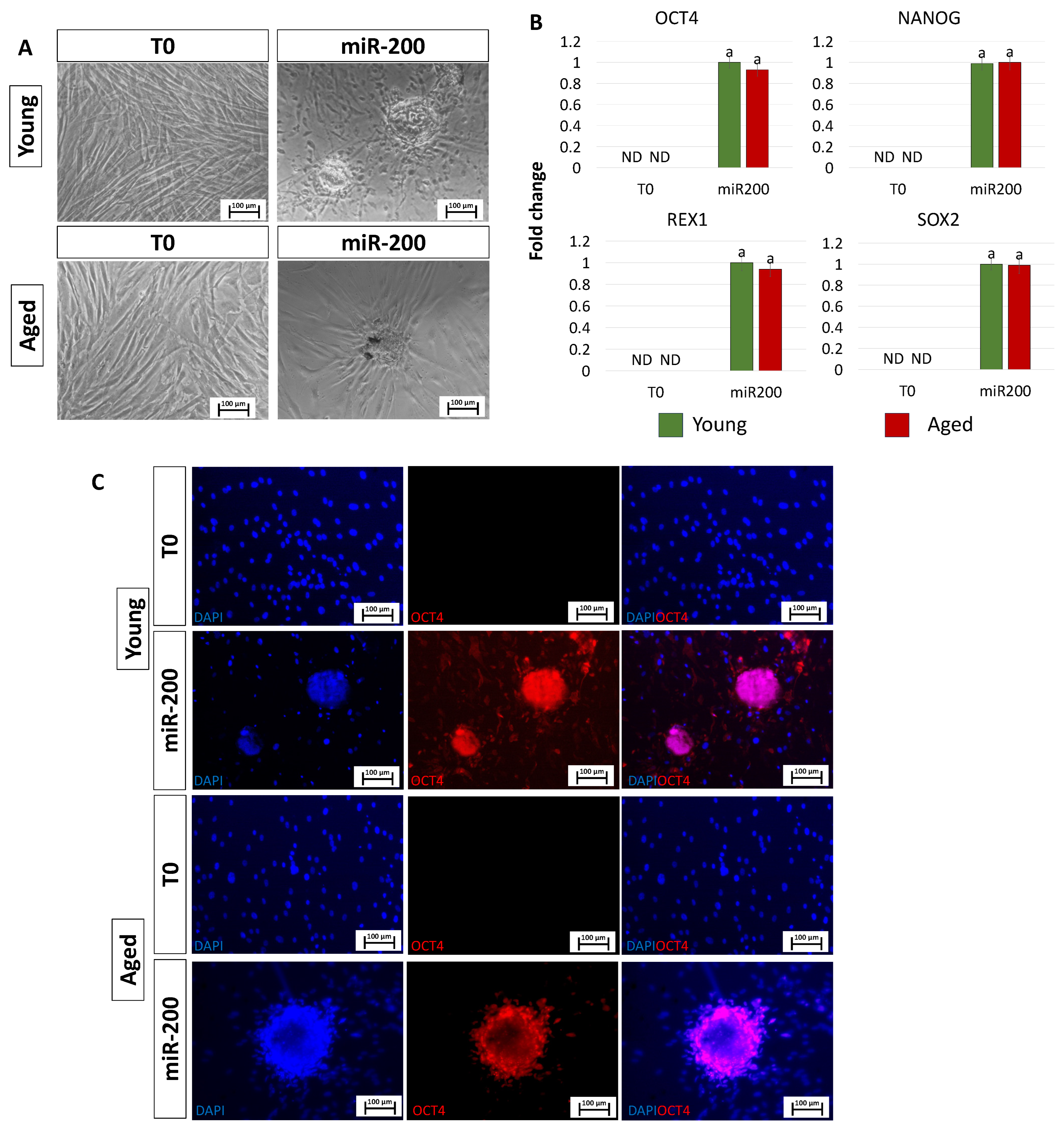 Cells 13 00628 g002 Cells 13 00628 g002
