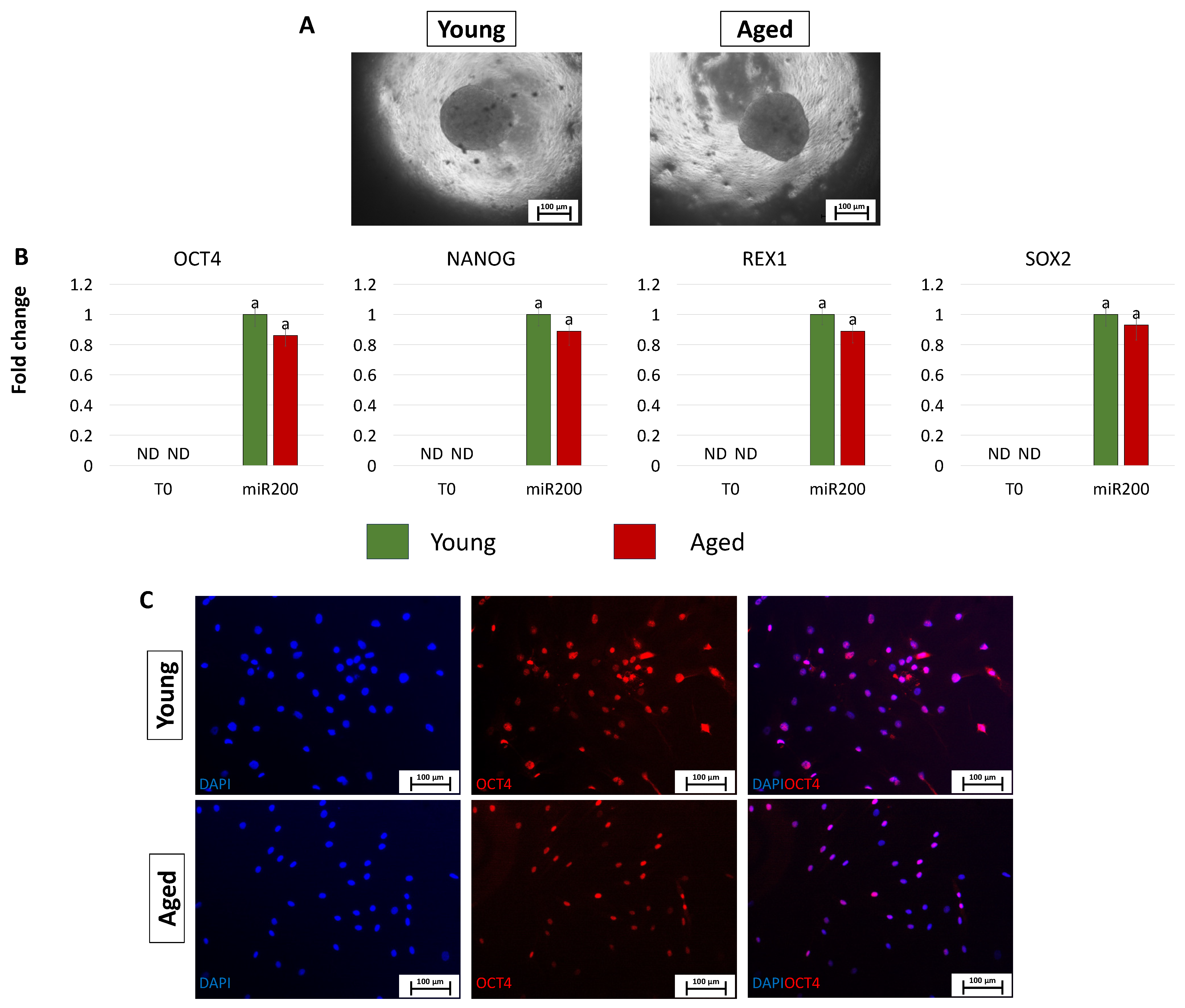 Cells 13 00628 g004 Cells 13 00628 g004